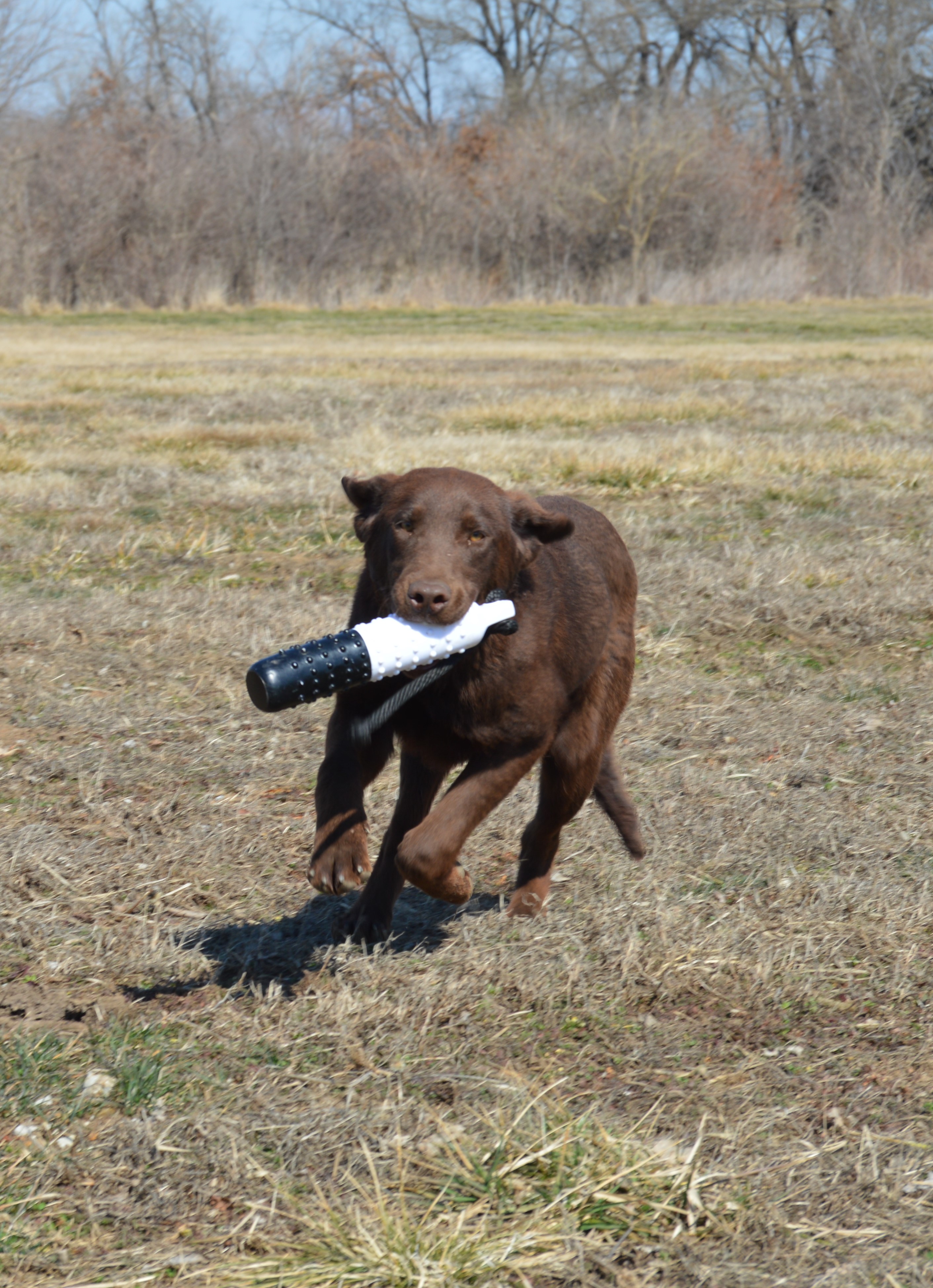 Four River's Rio Of Barley | Chocolate Labrador Retriver