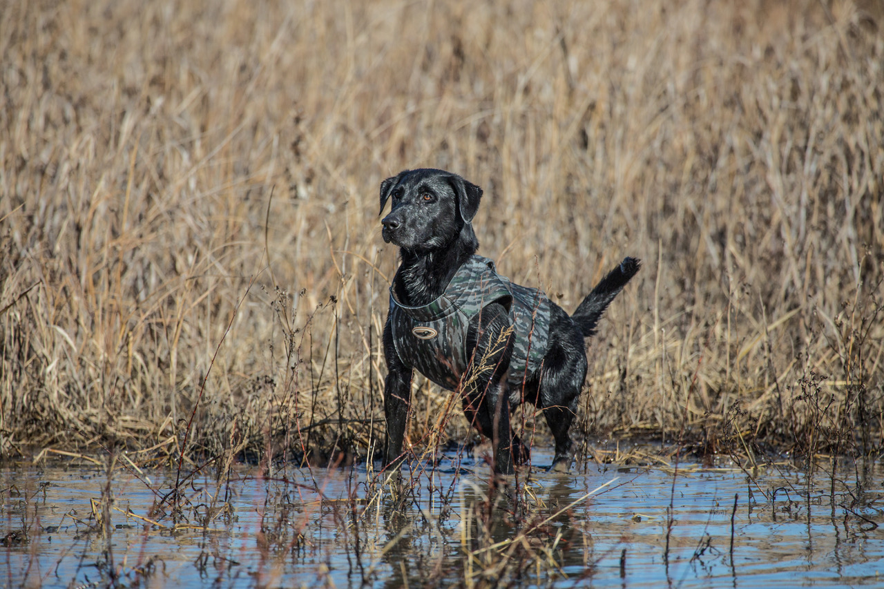 Whistling Wings Private Jett QAA MH | Black Labrador Retriver