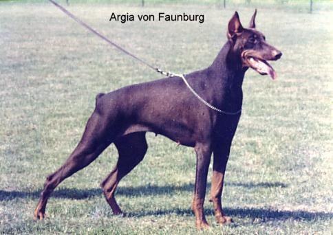 Argia v. Faunburg | Brown Doberman Pinscher