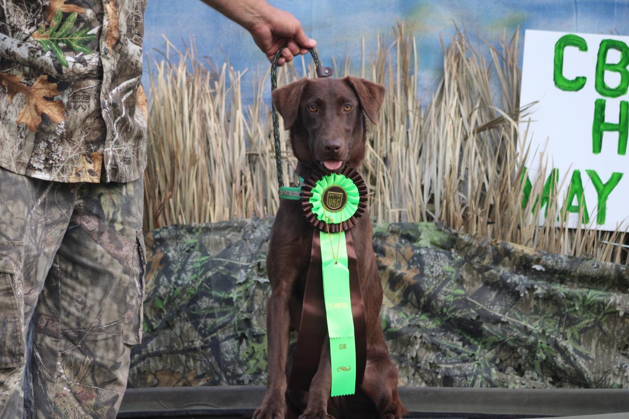 SHR  Go Getim Tootie Fruity | Chocolate Labrador Retriver