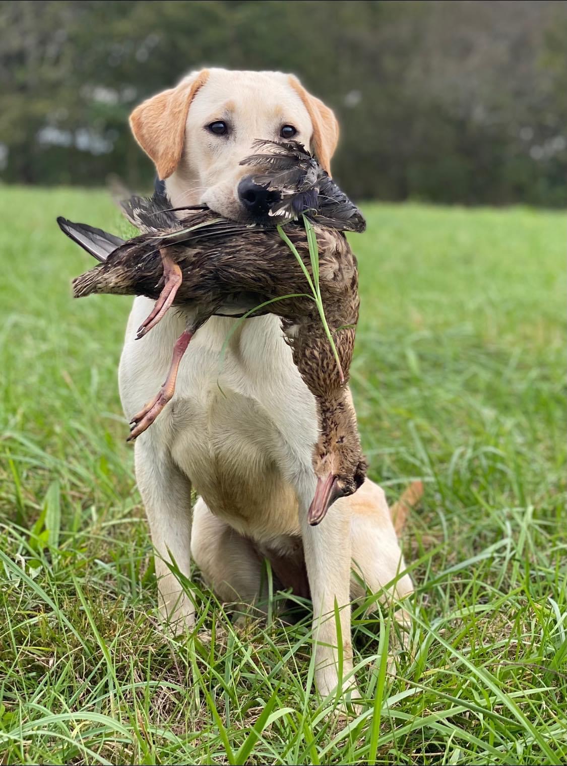 Just Another Savage Liberty | Yellow Labrador Retriver