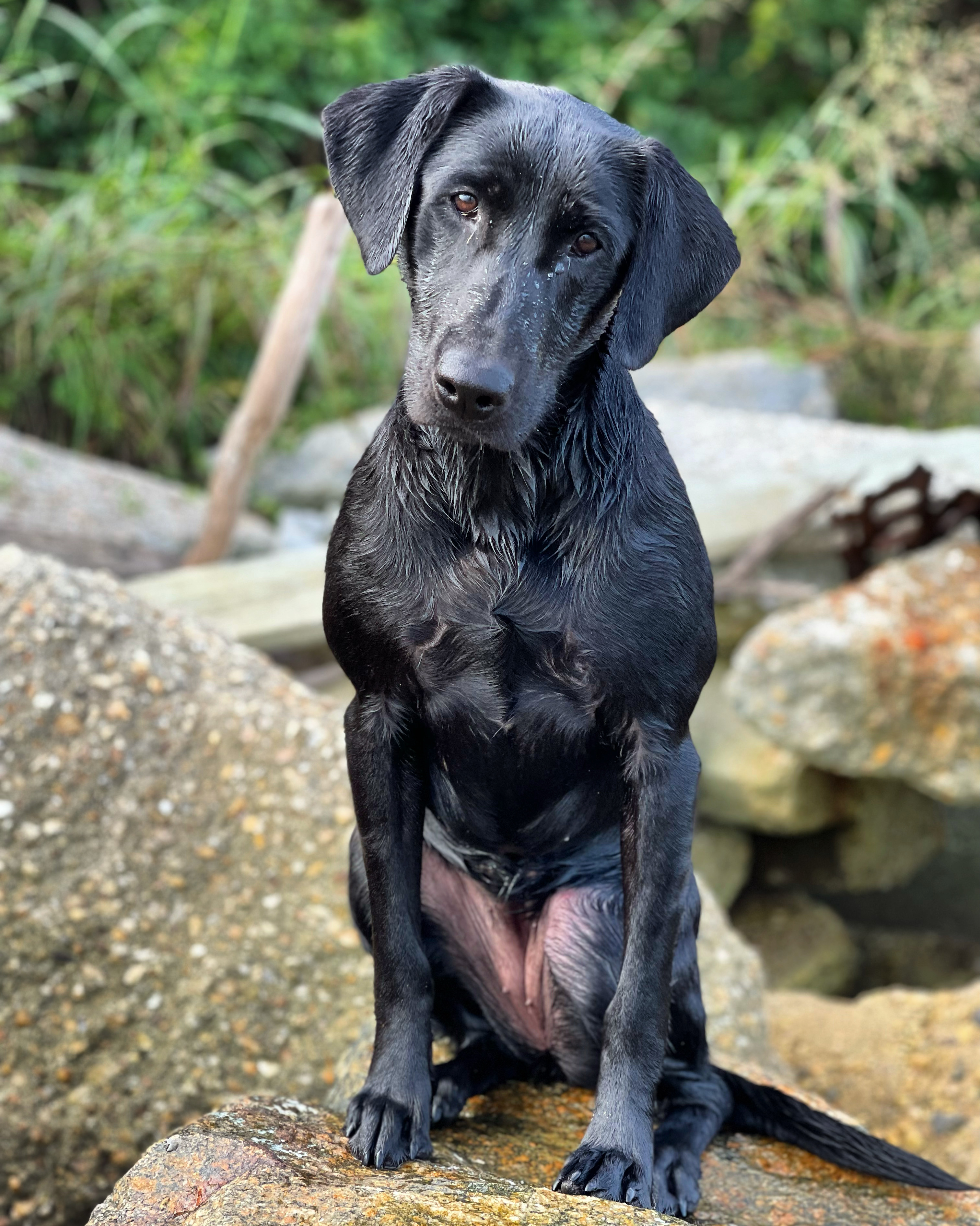 Red Tide's Karma's a Beach | Black Labrador Retriver