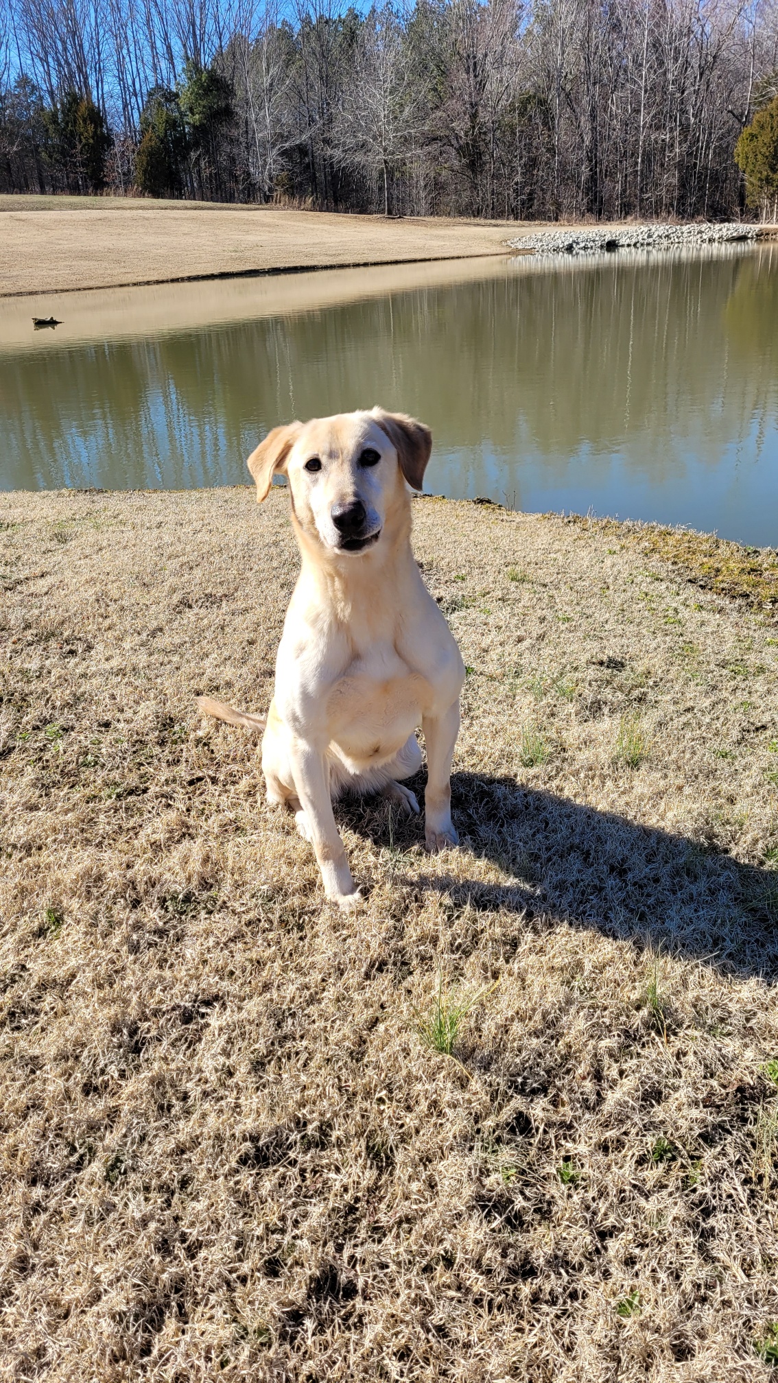 Stoneridge Margaret Molly Brown MH | Yellow Labrador Retriver