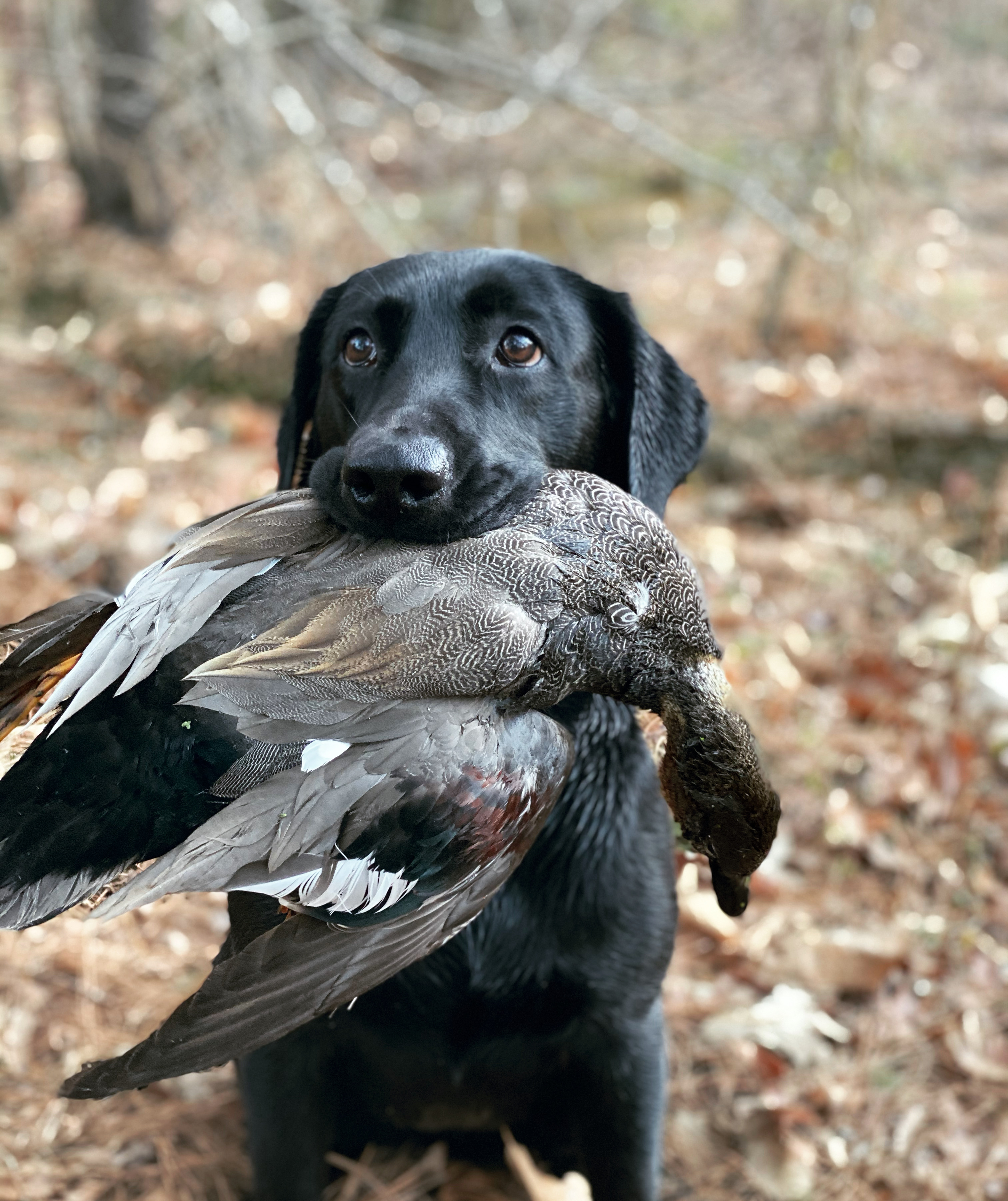 Etek Ko’s Annie  SH | Black Labrador Retriver