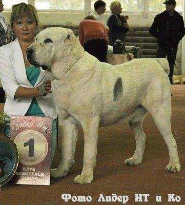 Arystan Alga Akkush | Central Asian Shepherd Dog 