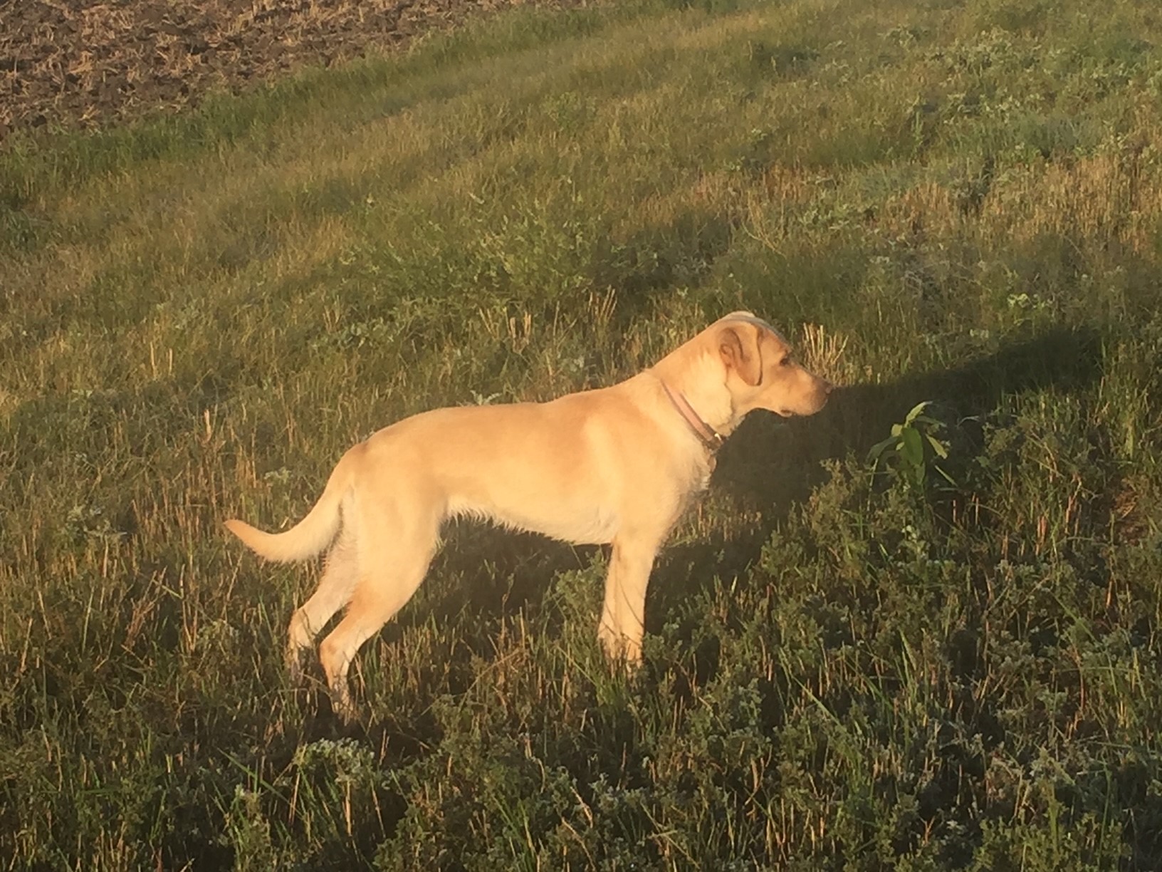 CPR Summertime Splash Of Ruby Red | Yellow Labrador Retriver