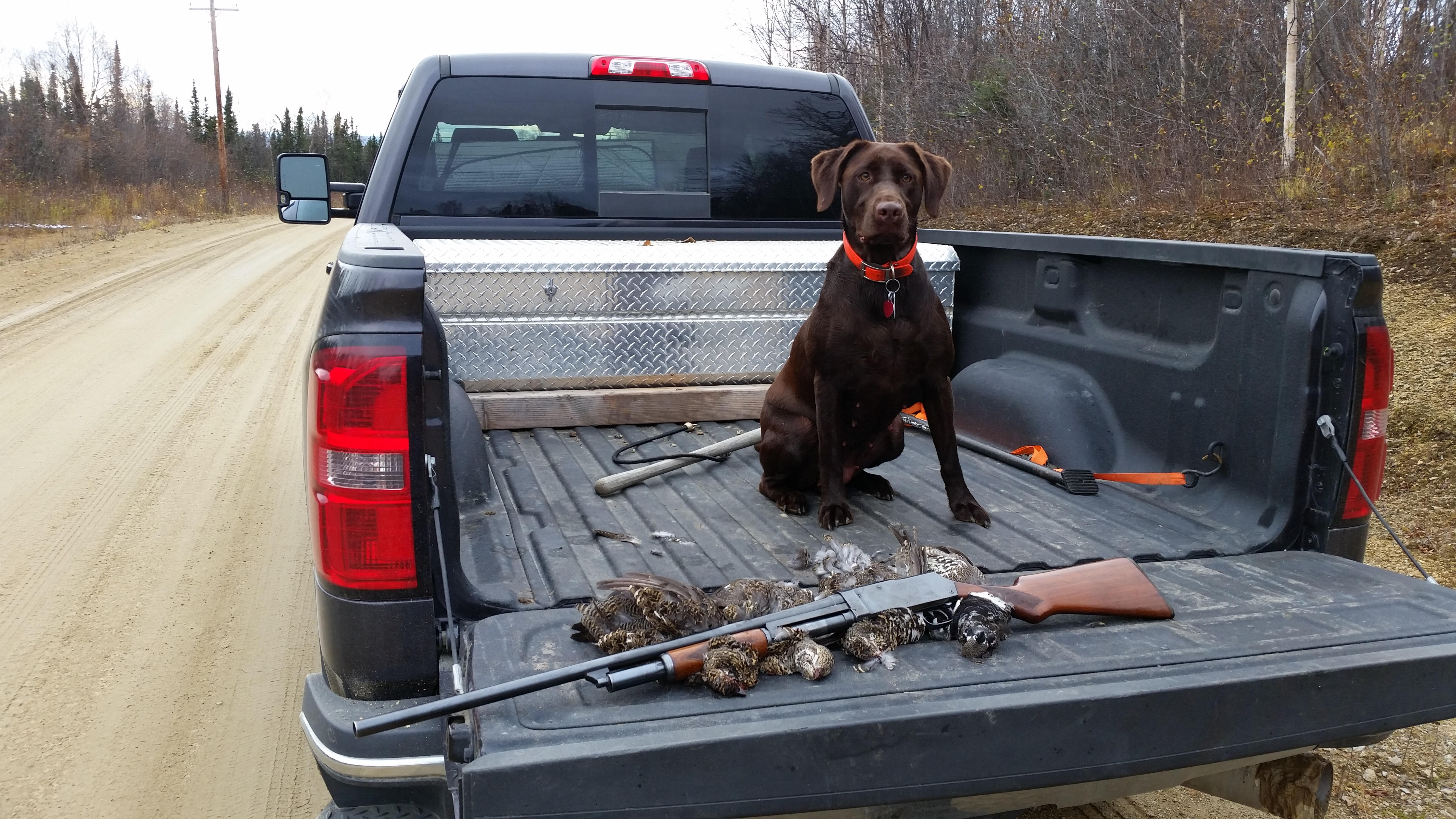 Whittington Labs High Spirit Emma | Chocolate Labrador Retriver