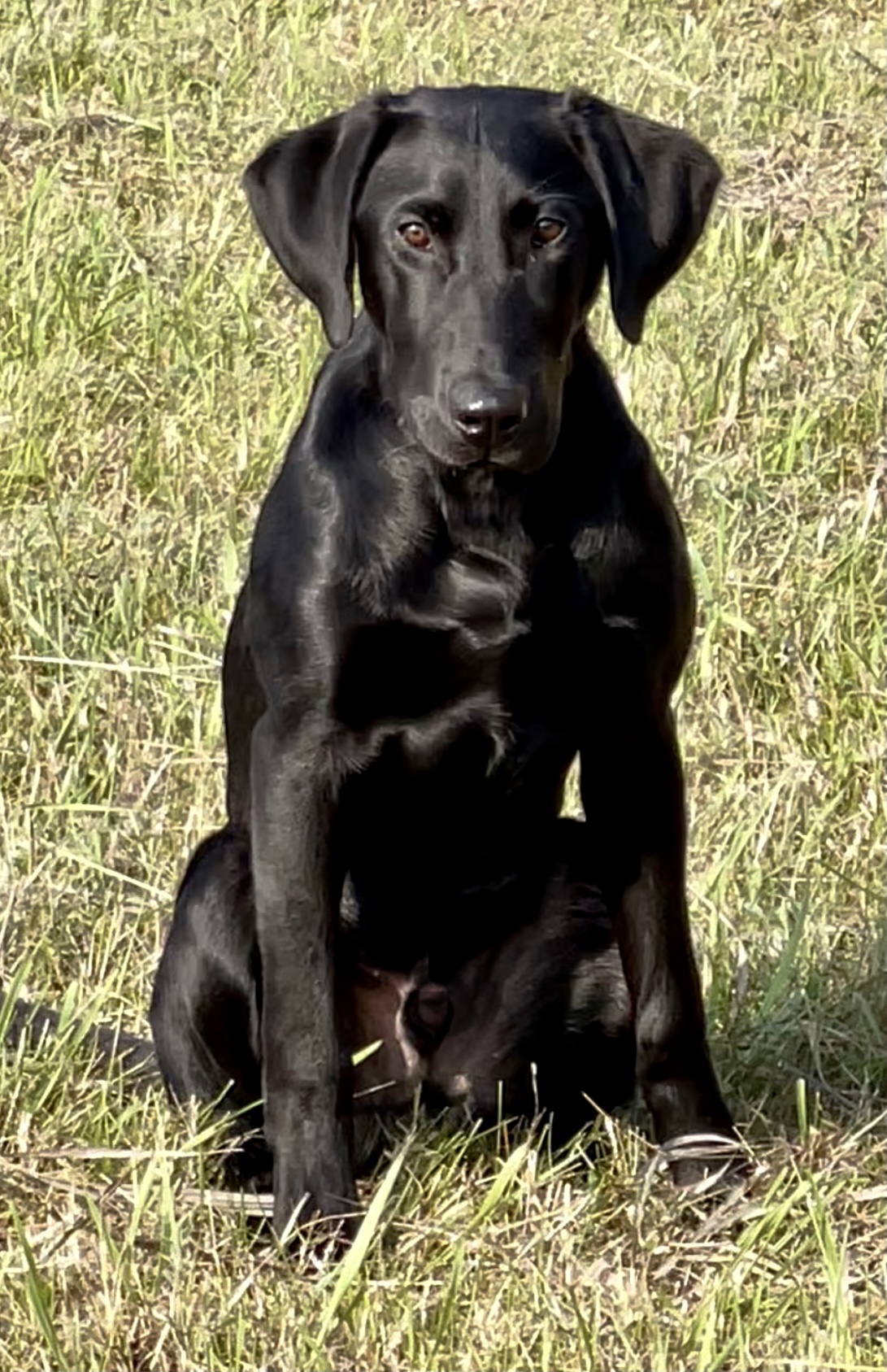 Supersonic Flyboy | Black Labrador Retriver