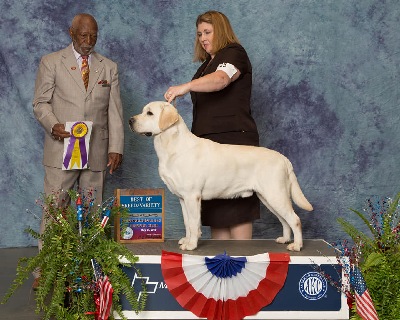 GCH CH Shadowdale's Jameson At Cal-i-co RN | Yellow Labrador Retriver