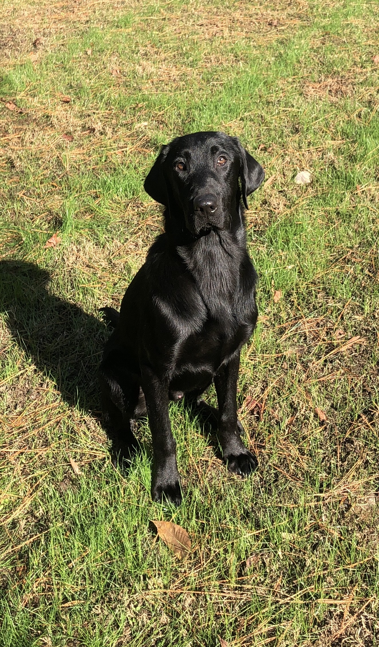 Flr’s Calm Before The Storm MH | Black Labrador Retriver