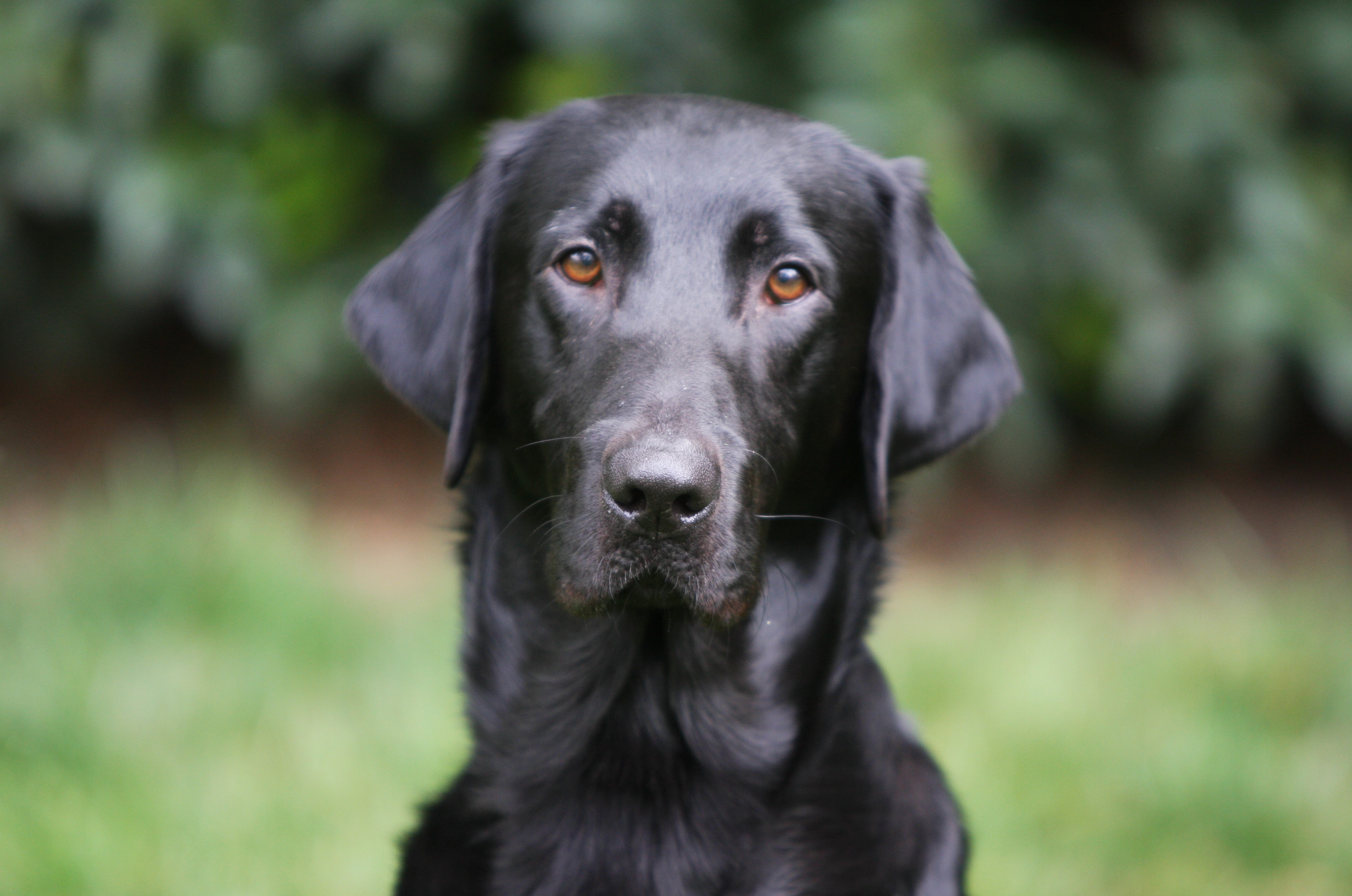 Flr’s Calm Before The Storm MH | Black Labrador Retriver