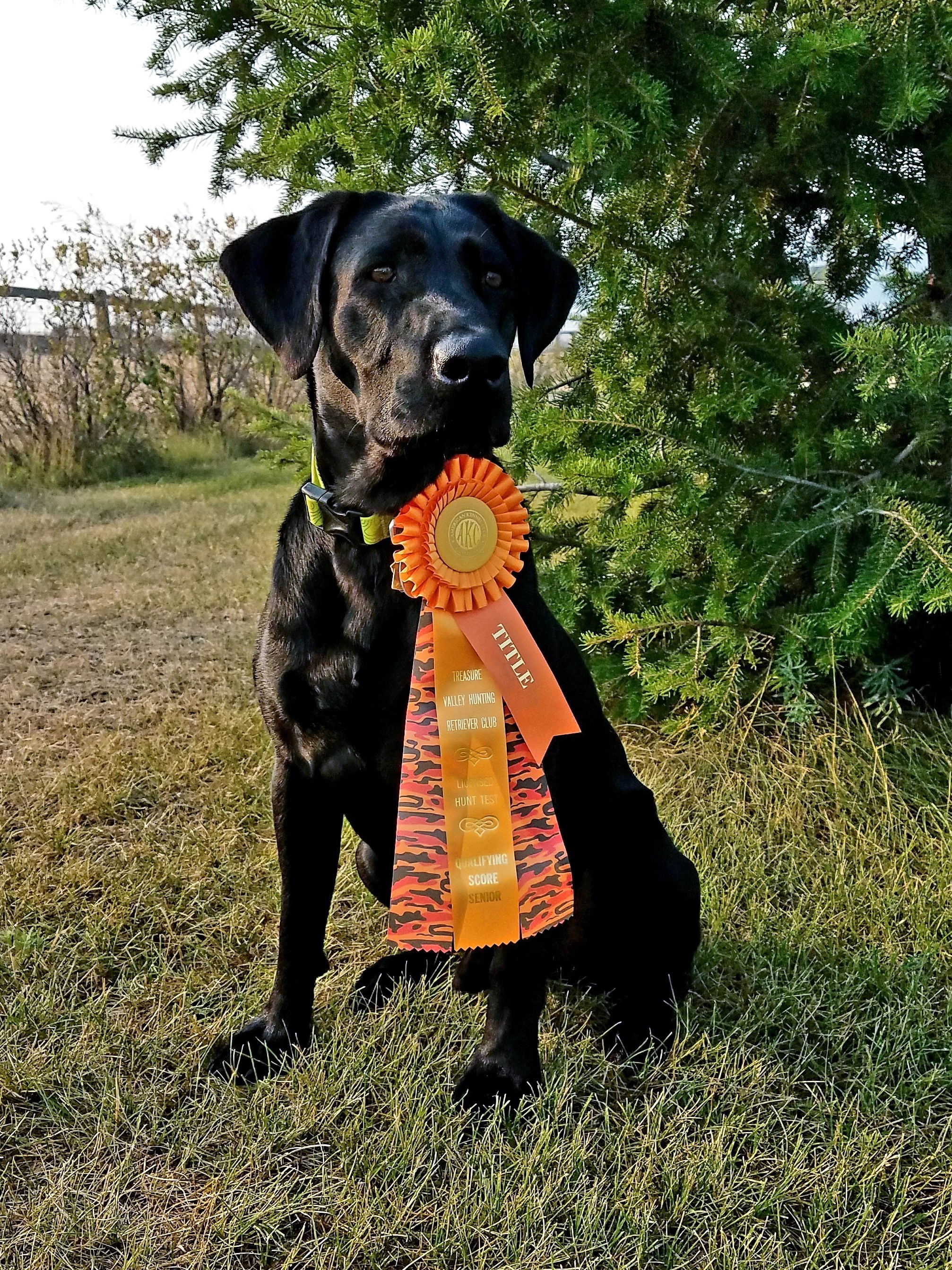 HRCH UH Focused Moon's High Tide Thunder SH | Black Labrador Retriver