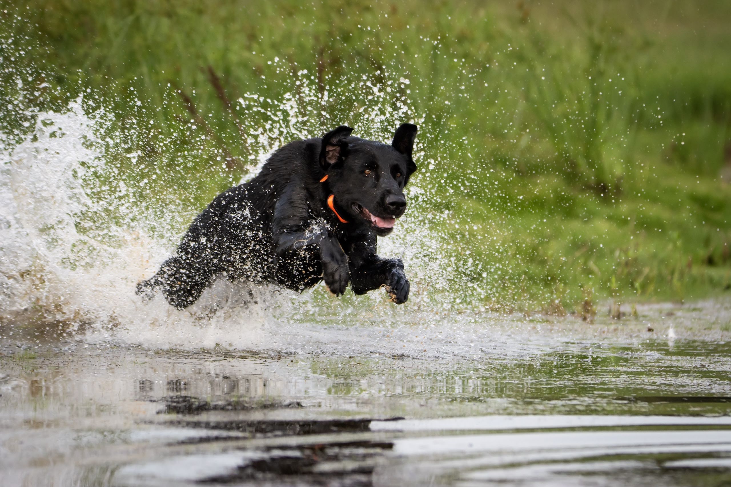 HRCH Avery’s Axe Lake MH | Black Labrador Retriver