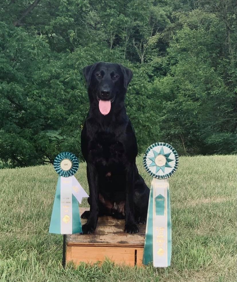 HRCH Kingseed's Backwater Black Wizard Of Oz | Black Labrador Retriver