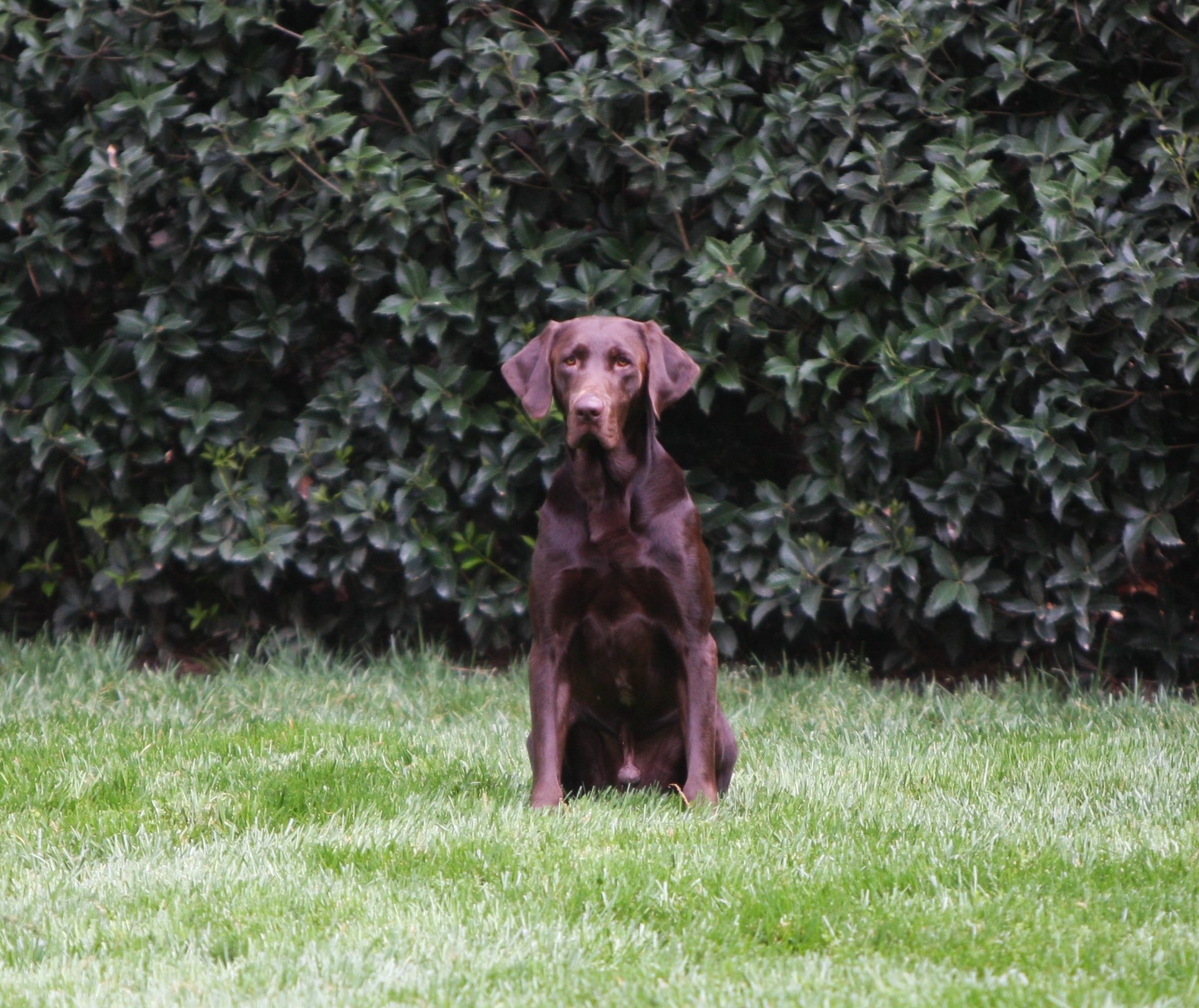 Flr's Hoss's Next In Command MH | Chocolate Labrador Retriver