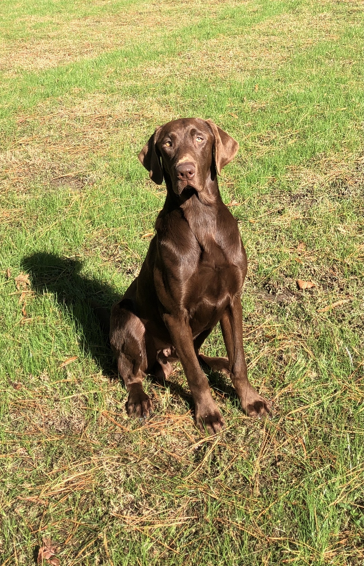 Flr's Hoss's Next In Command MH | Chocolate Labrador Retriver