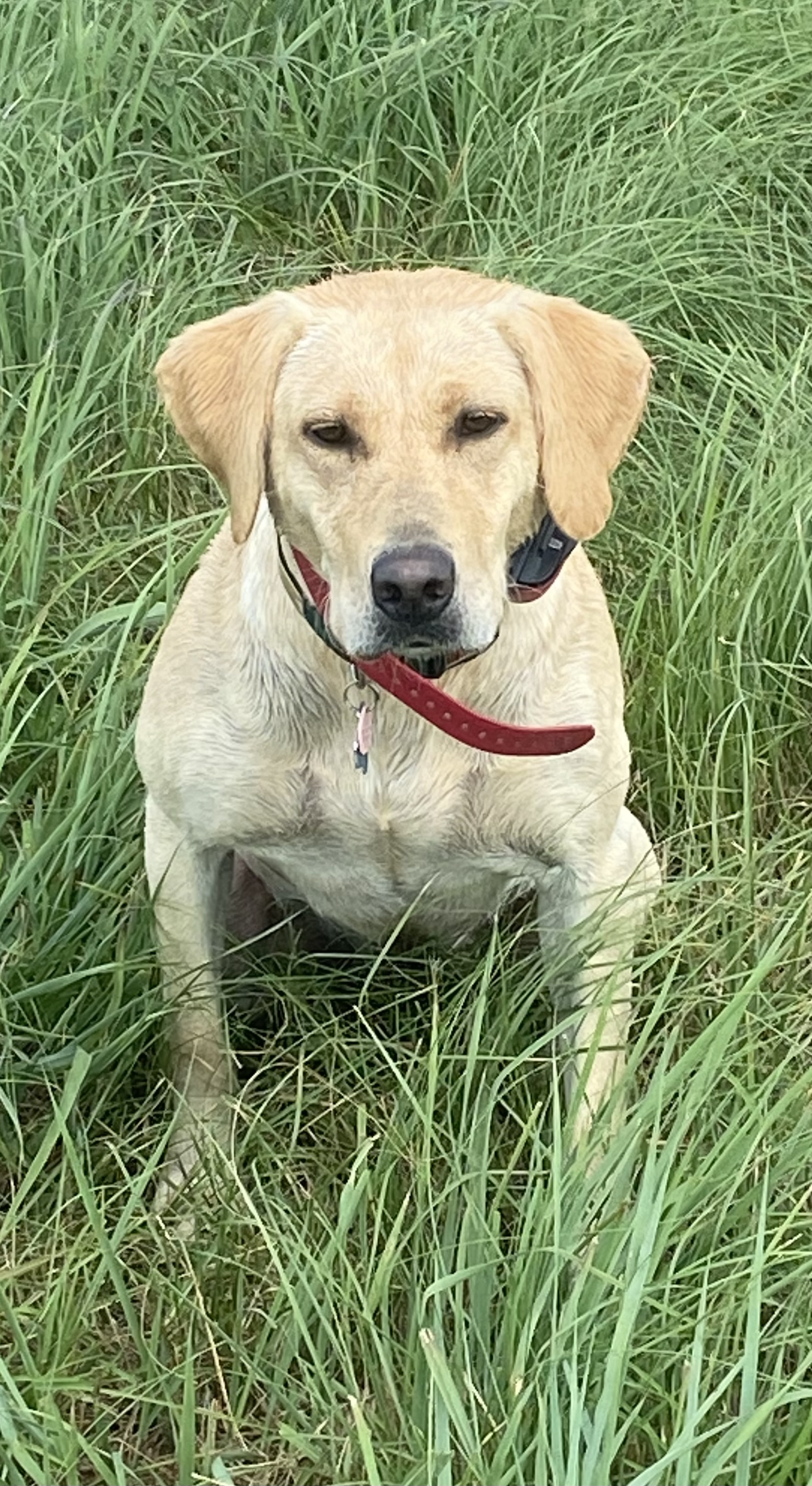 Over The Top Georgia On My Mind SH | Yellow Labrador Retriver