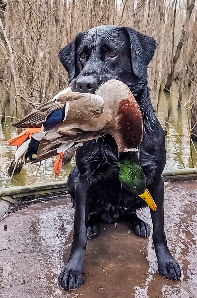 HRCH Tanglewood's Rockerin Remington MH QAA | Black Labrador Retriver