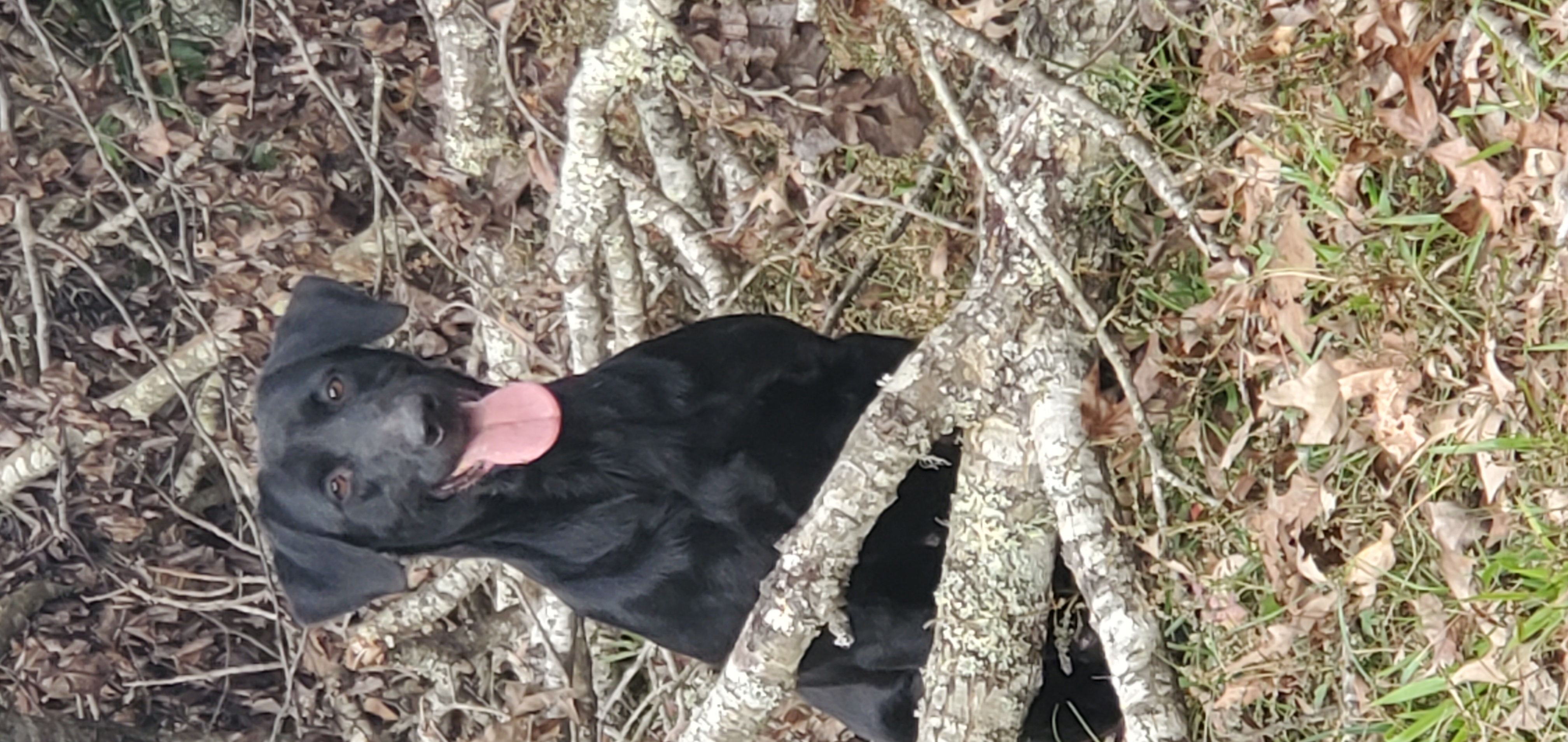 HRCH Shady Gum's Storming The Beach | Black Labrador Retriver