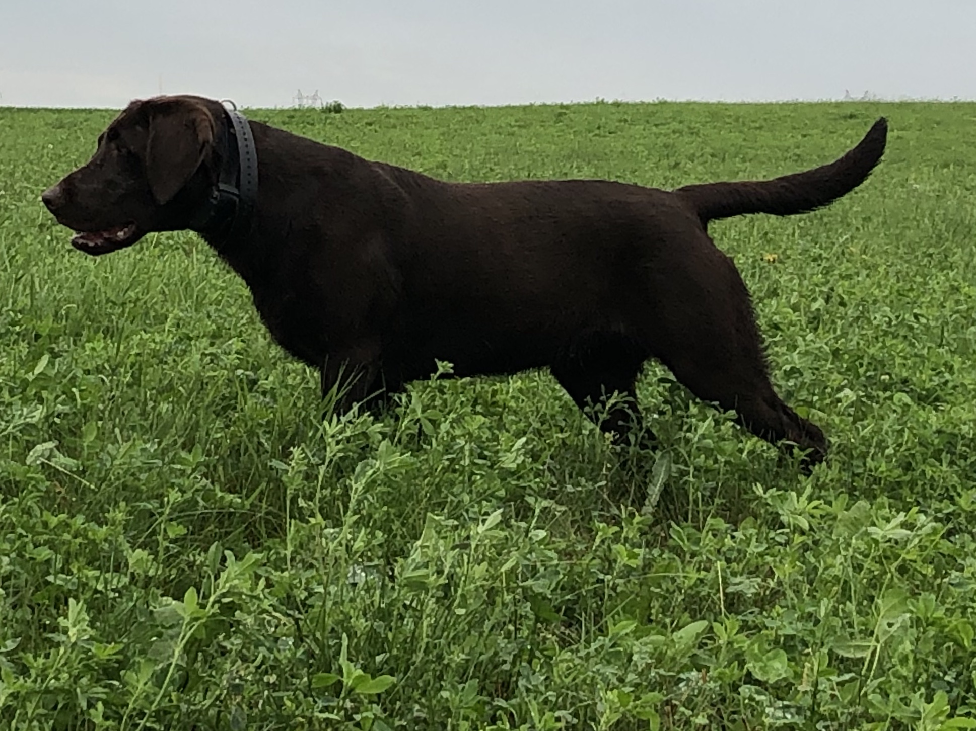 1.5 GMPR This Girls On Fire JH | Chocolate Labrador Retriver