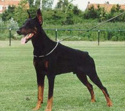 Millo v. Hof ter Eeckhout | Black Doberman Pinscher