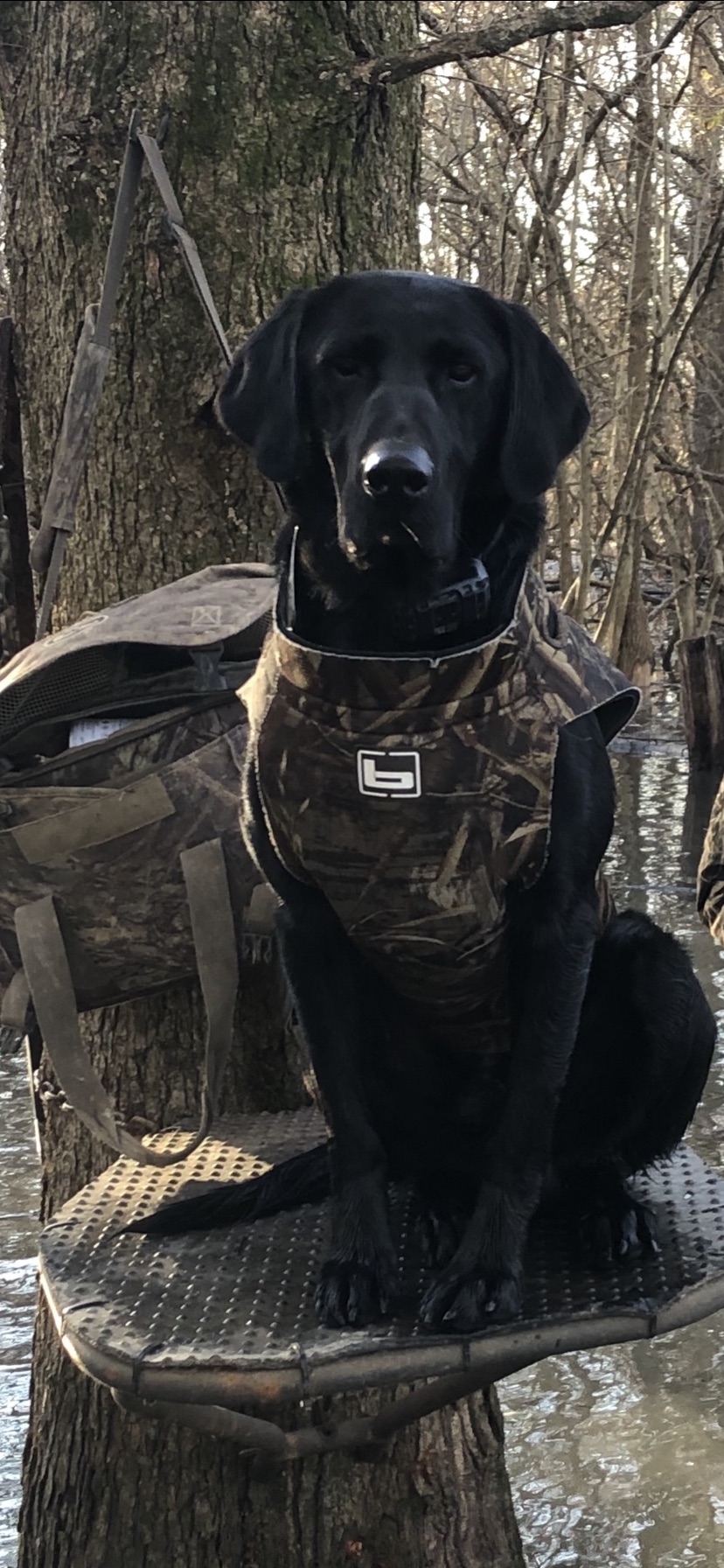 Rockcreeks All In Vegas | Black Labrador Retriver