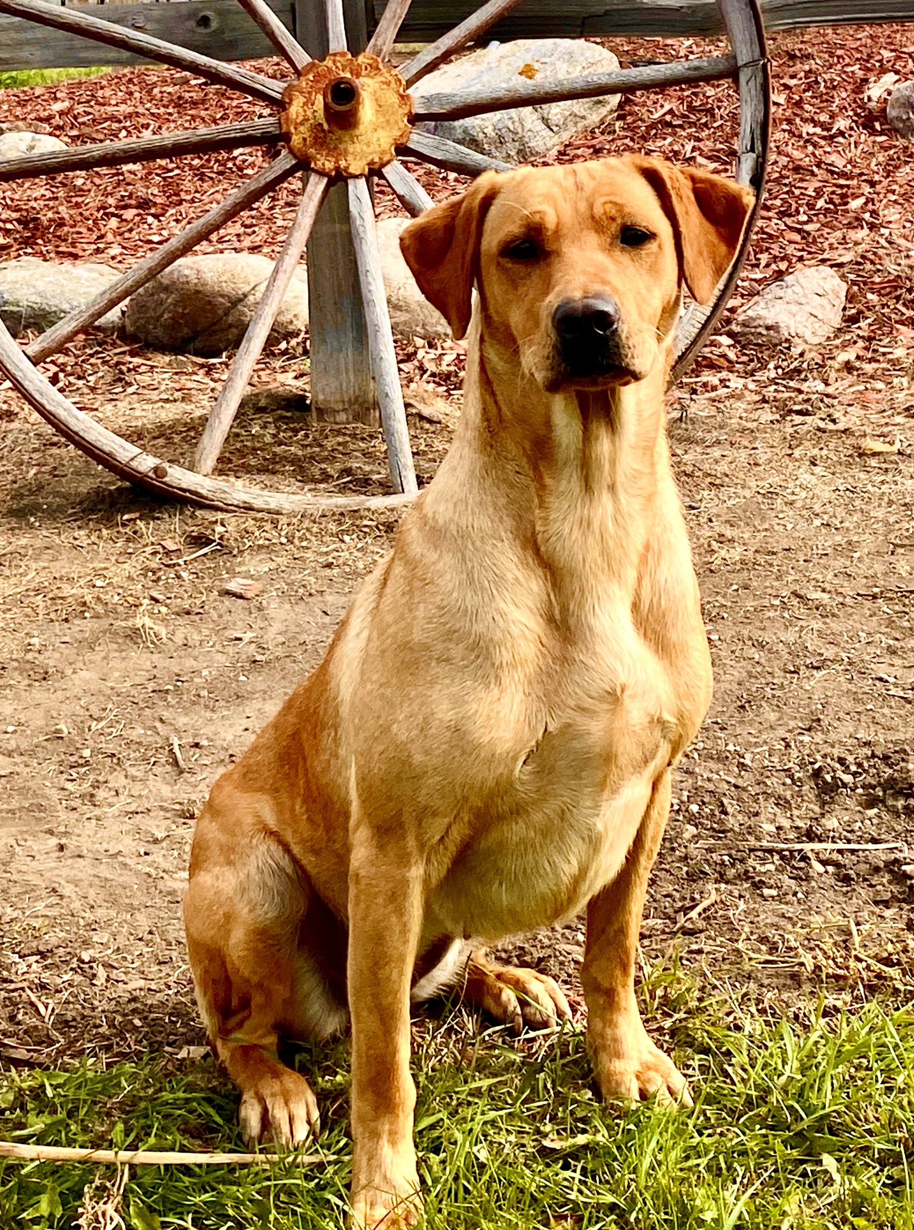 APR CVK Kenai's Midnight Point (4 SH Passes) | Yellow Labrador Retriver