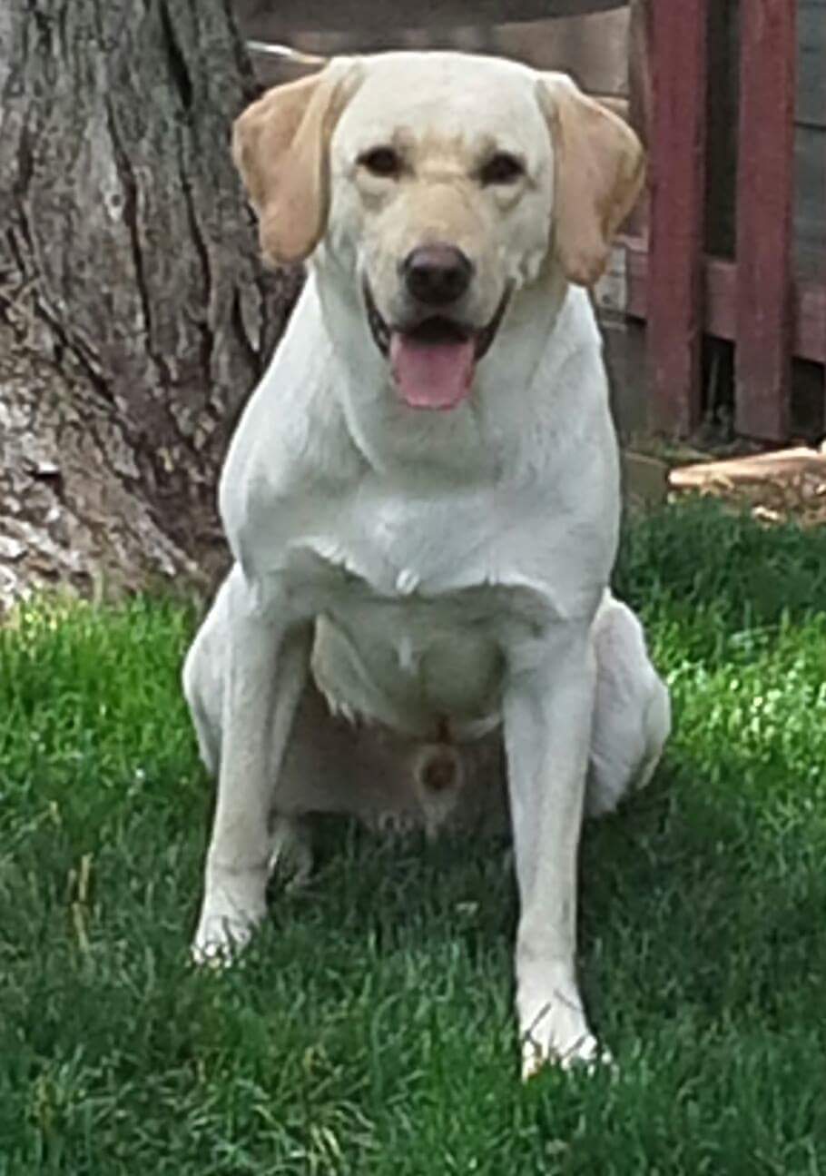 Mccoy's Mercedes-Benz MH | Yellow Labrador Retriver