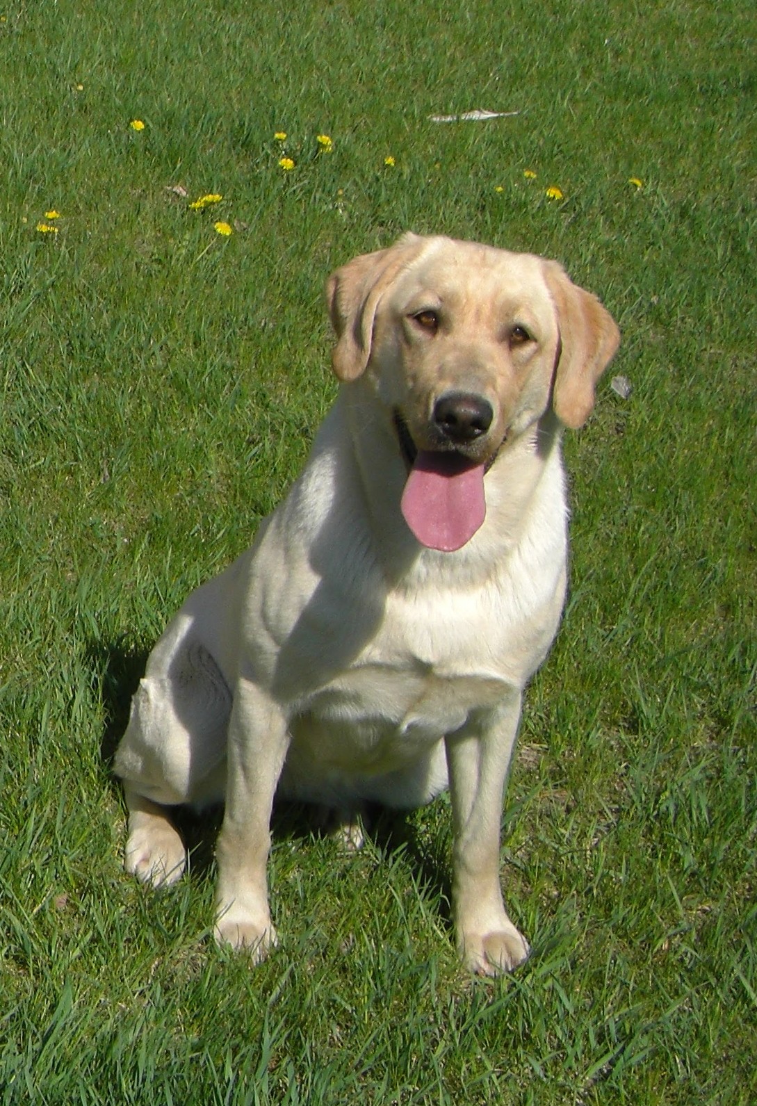 Mccoy's Yellow Rose MH | Yellow Labrador Retriver