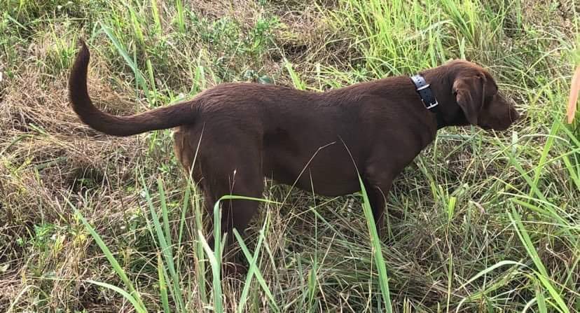 APR Power Of Three’s Lux JH | Chocolate Labrador Retriver