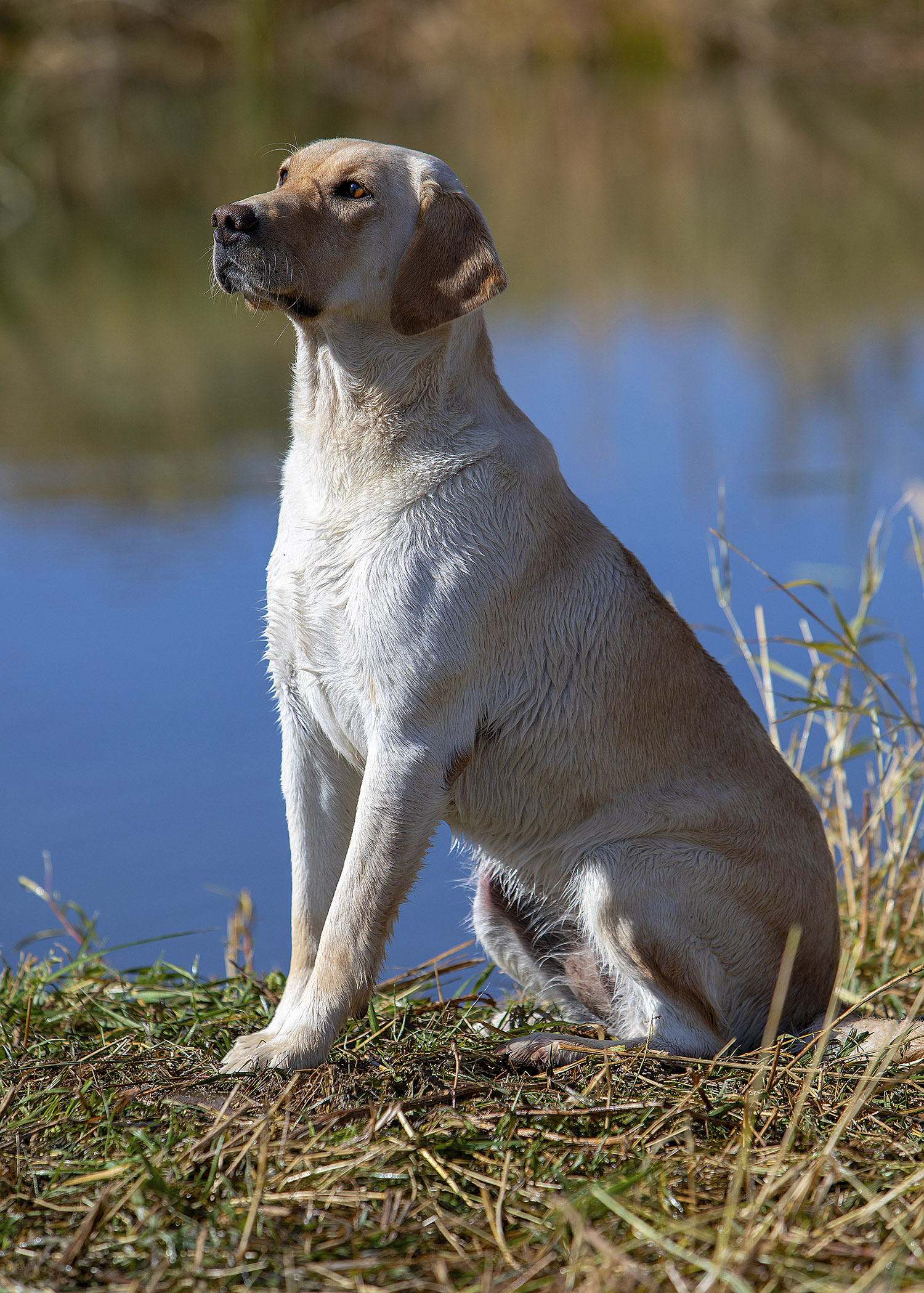 Clinetop's Lucy Goosey | Yellow Labrador Retriver