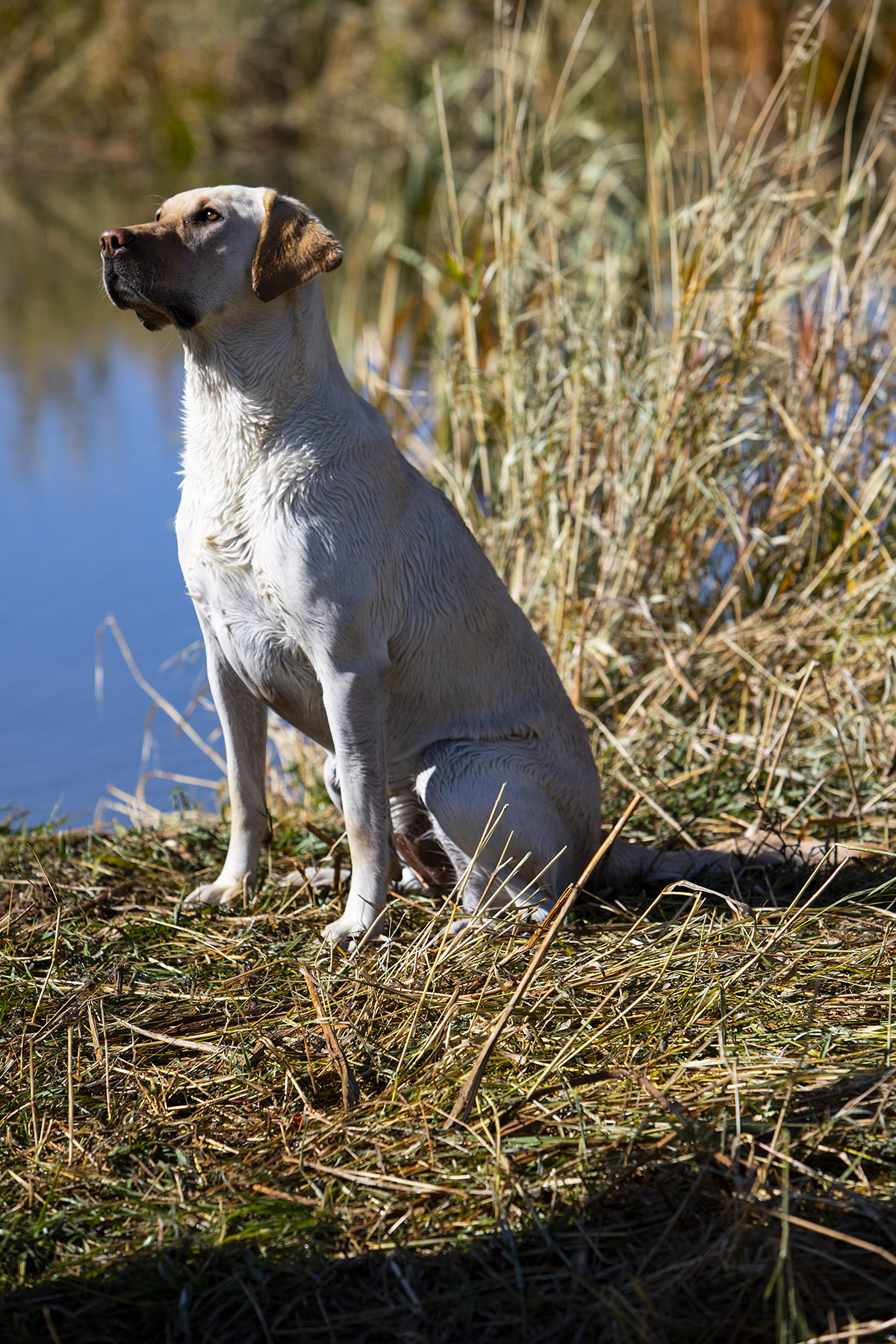 Clinetops Bianca | Yellow Labrador Retriver