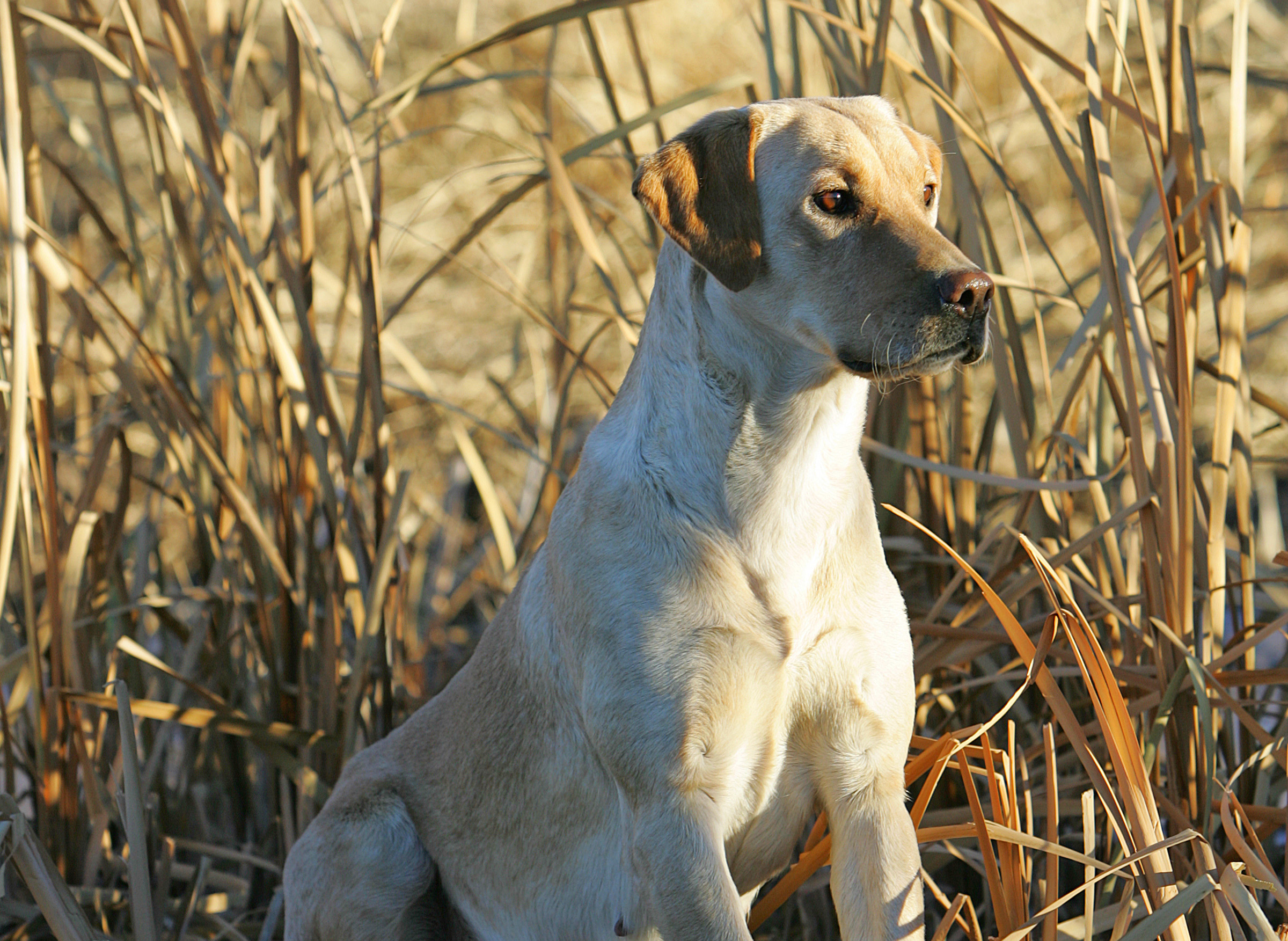 Clinetop's Rebah | Yellow Labrador Retriver