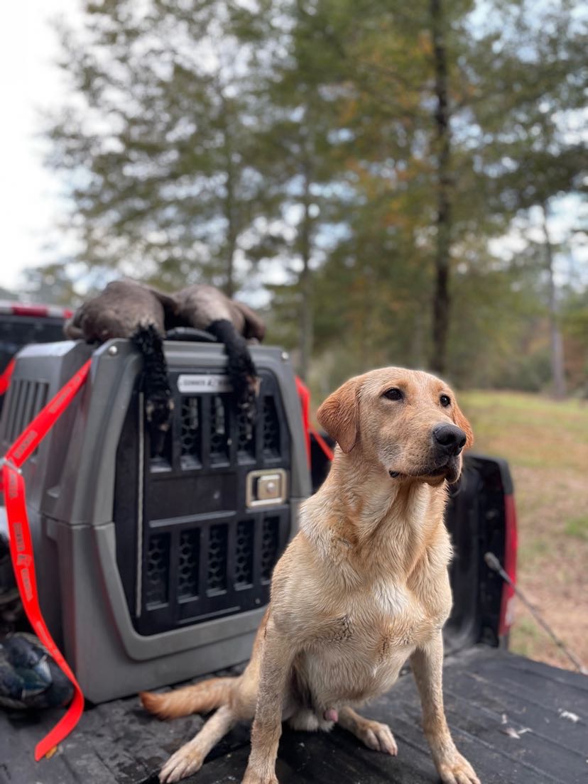 Gunner's Runnin Legend Rip | Yellow Labrador Retriver