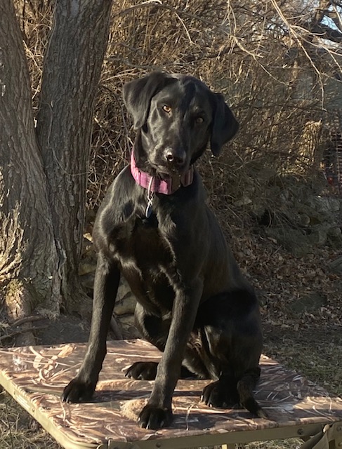 HR FowlMasters Calm Before The Storm JH | Black Labrador Retriver