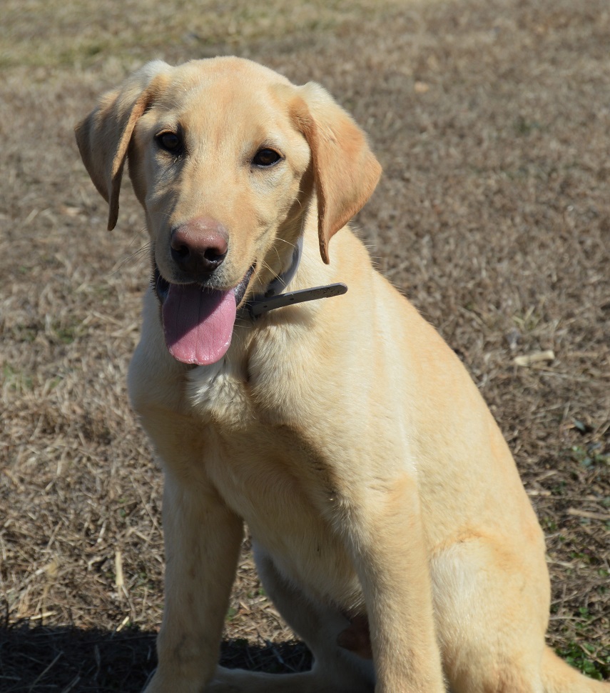 Four Rivers Bristol Of L Persueder | Yellow Labrador Retriver