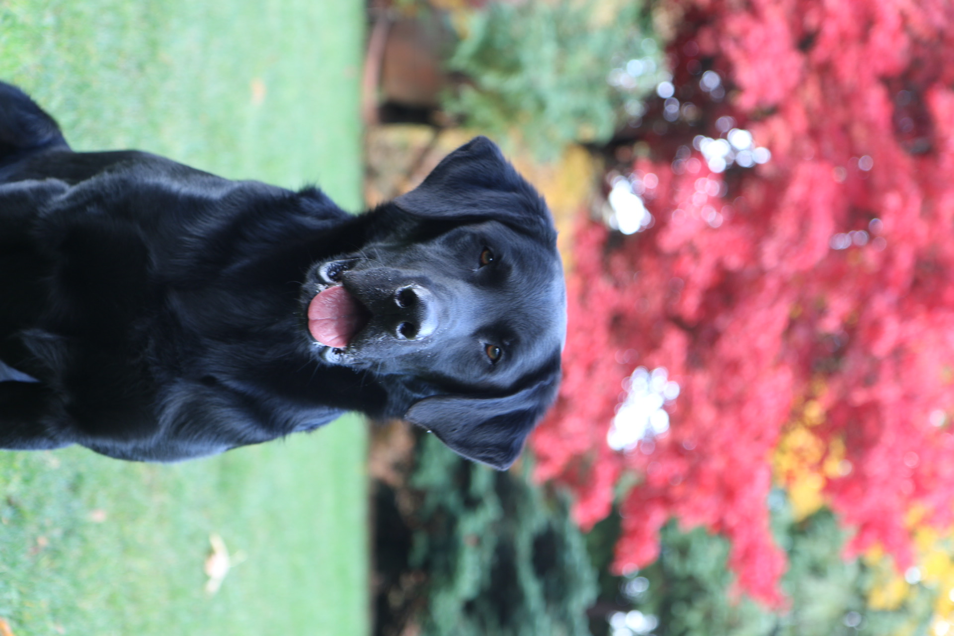 DMR Bayou Teche Texas Ranger Homerun MH, 2021 Master National Qualifier | Black Labrador Retriver