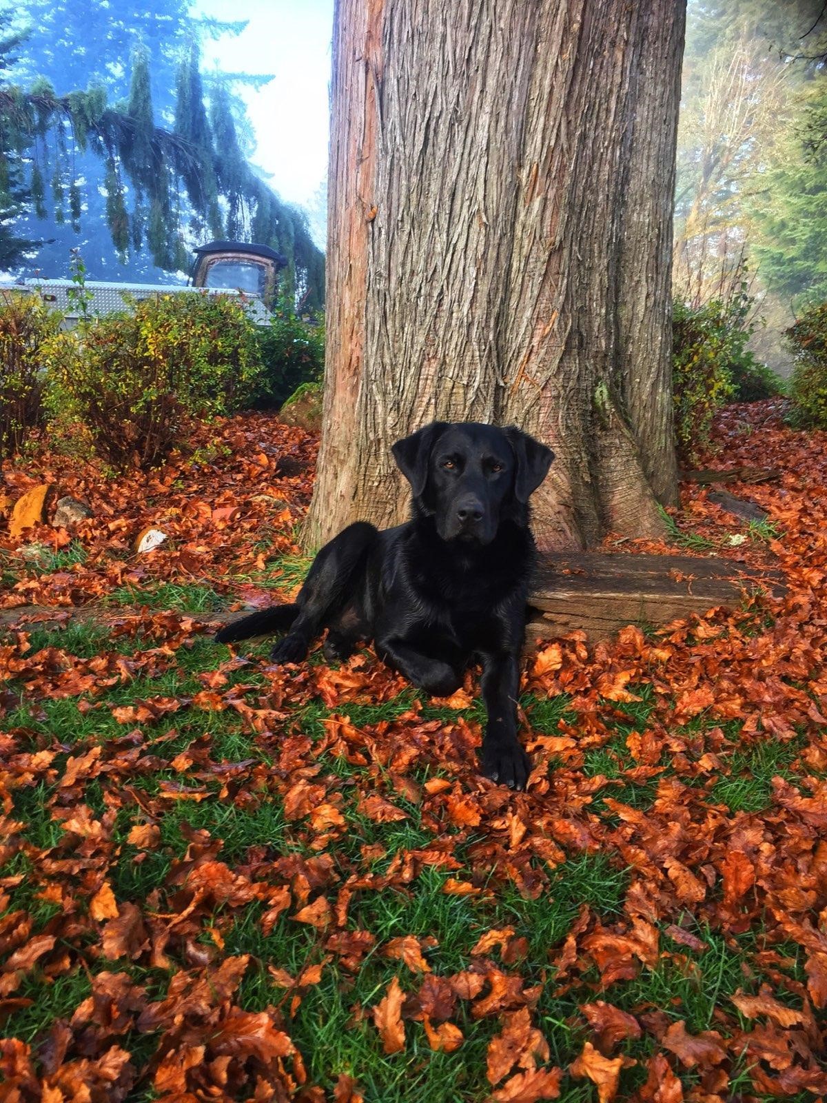 DMR Bayou Teche Texas Ranger Homerun MH, 2021 Master National Qualifier | Black Labrador Retriver