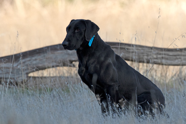 Seaside’s The Saint QA2 | Black Labrador Retriver