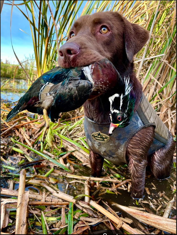 Country Cooter’s Axel J | Chocolate Labrador Retriver