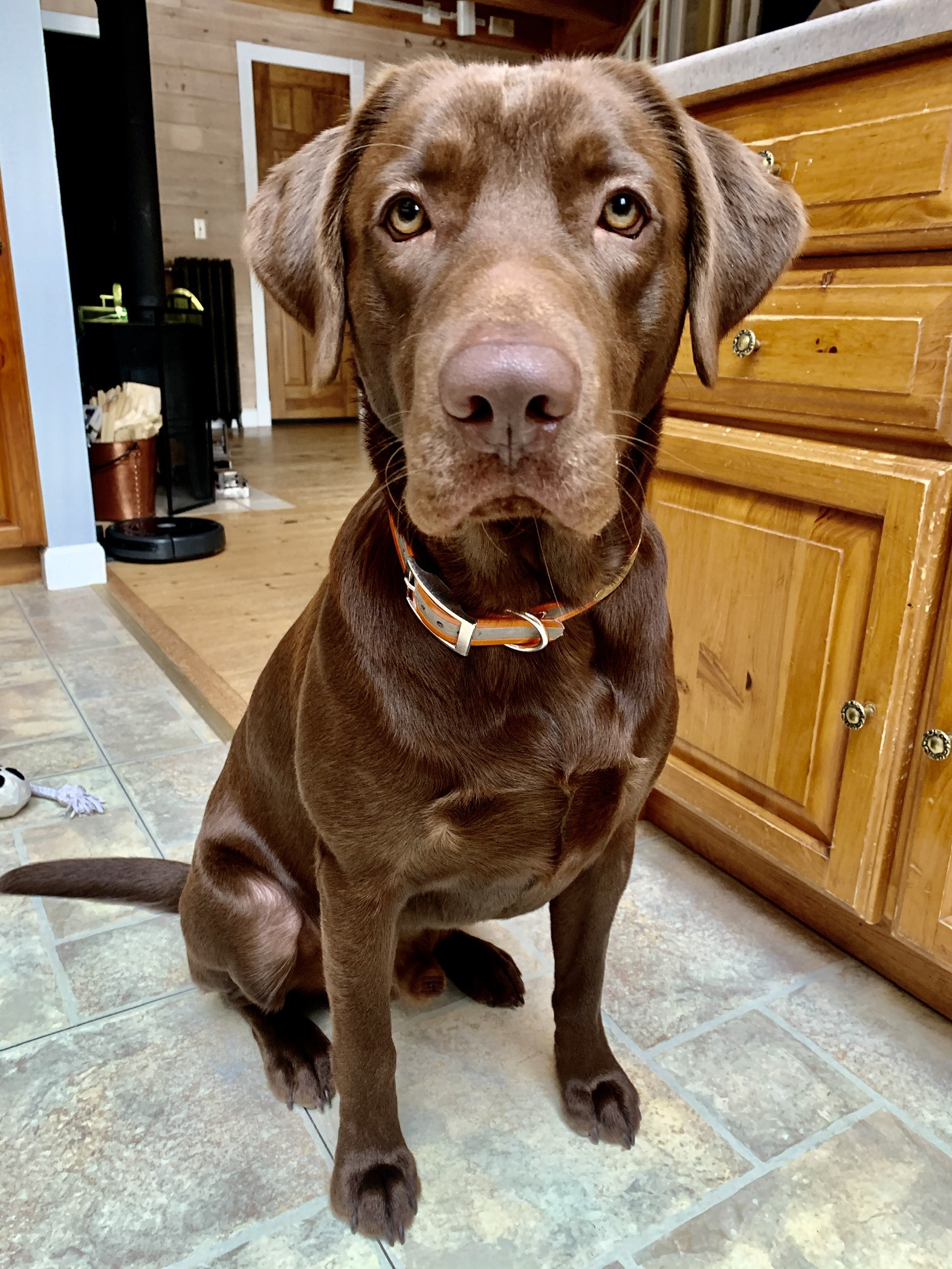 Country Cooter’s Axel J | Chocolate Labrador Retriver