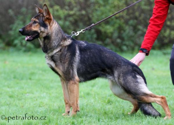 Bakulka z Podhorskych zahrad | German Shepherd Dog 