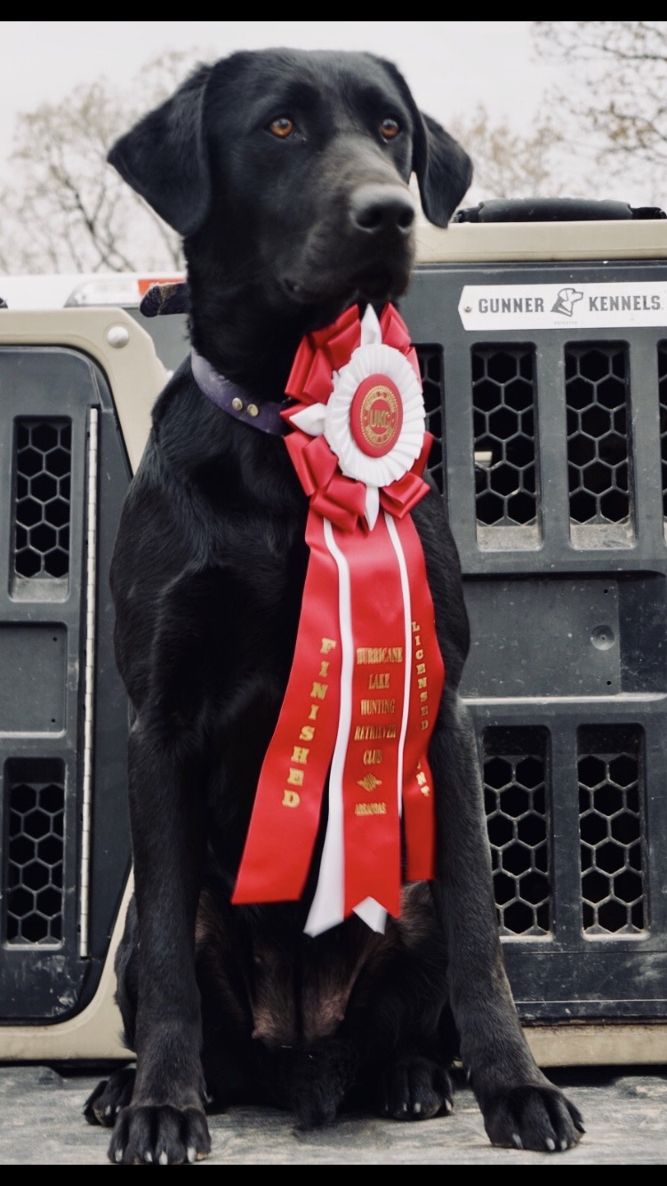 Hrch It’s Miller Time “Millie Bodacious” | Black Labrador Retriver