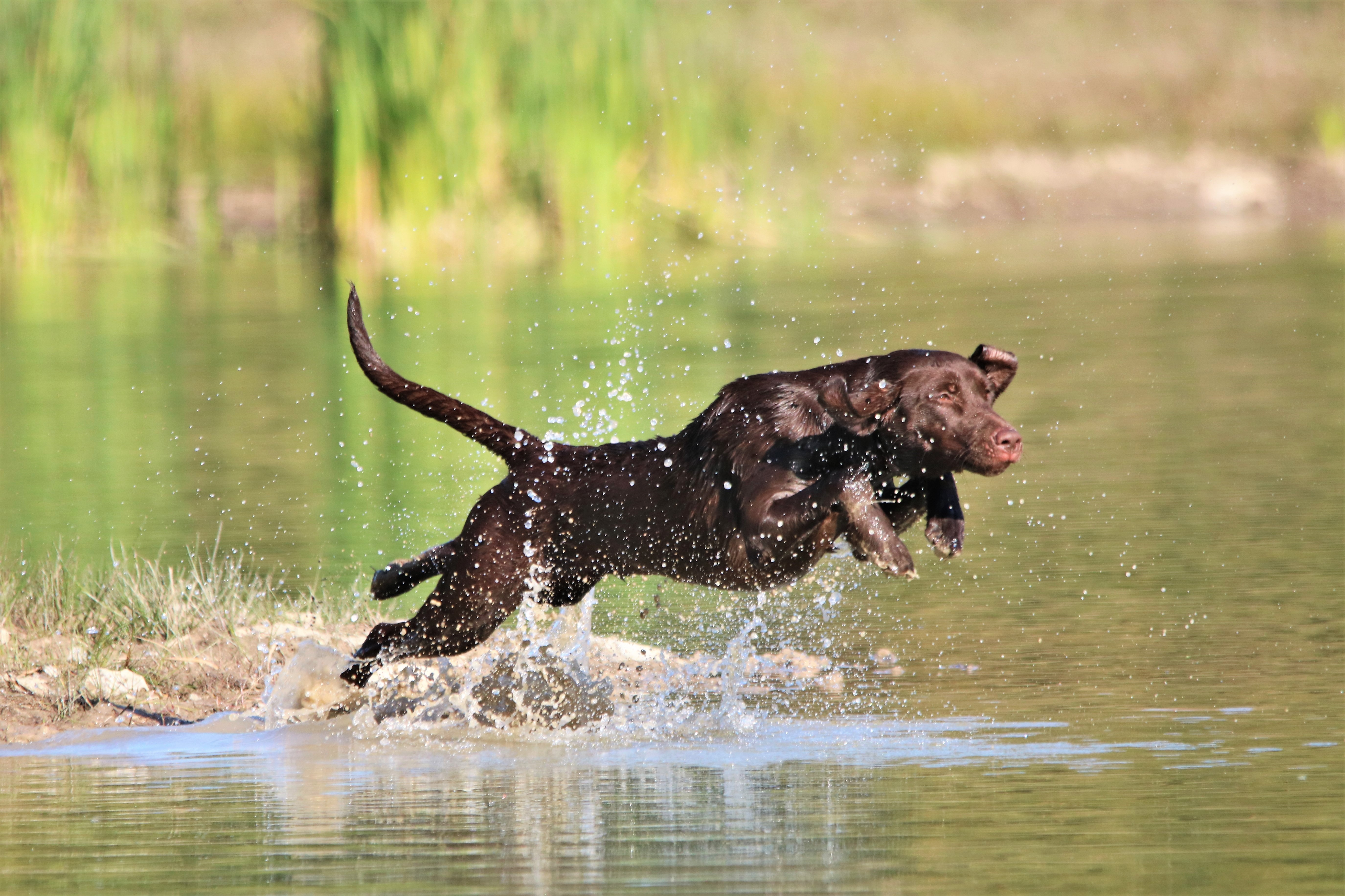 APR HR Carrol Creek's SWK Mighty Sweet Uma | Chocolate Labrador Retriver