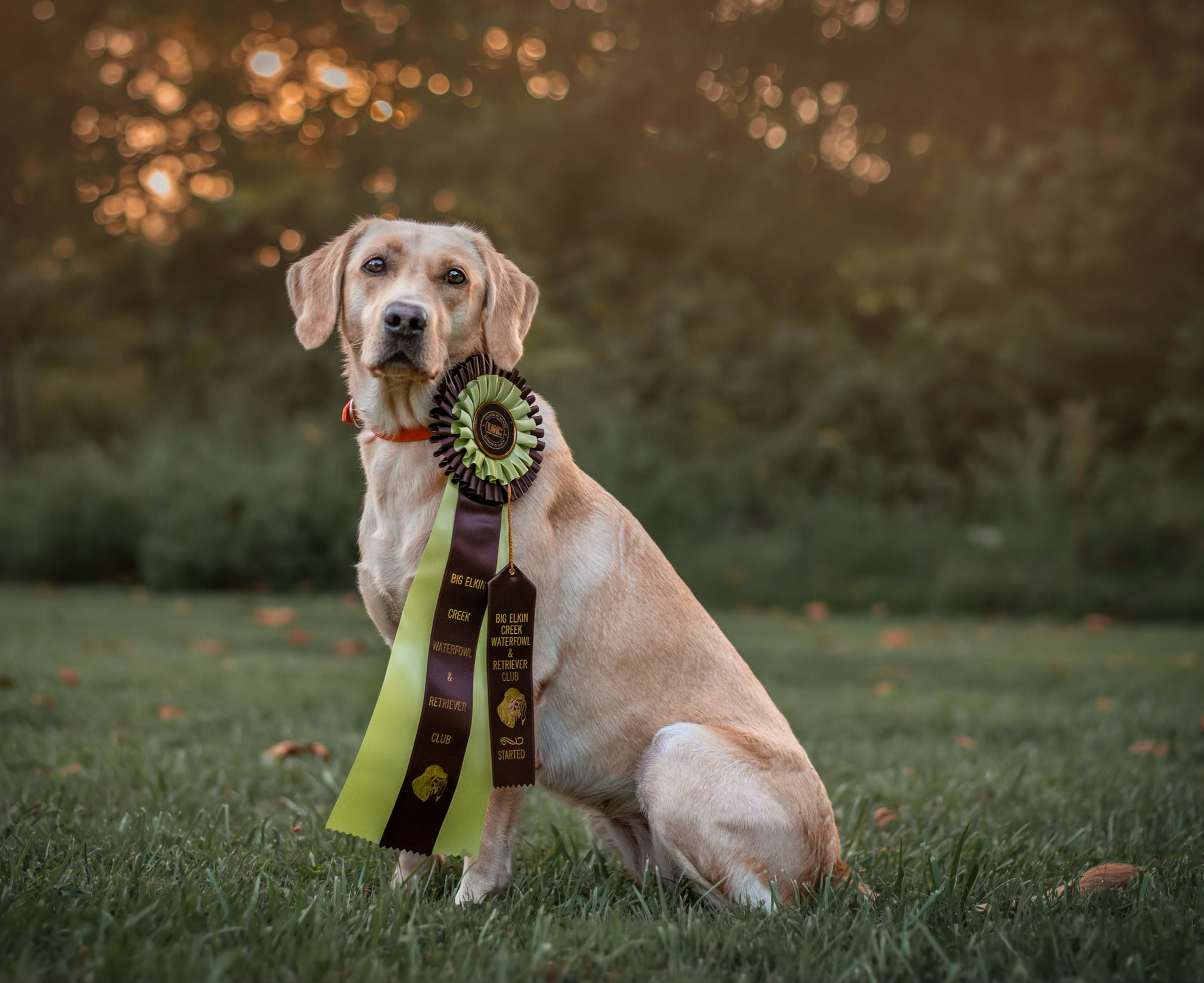 HR UH Yadkin River's Althea | Yellow Labrador Retriver