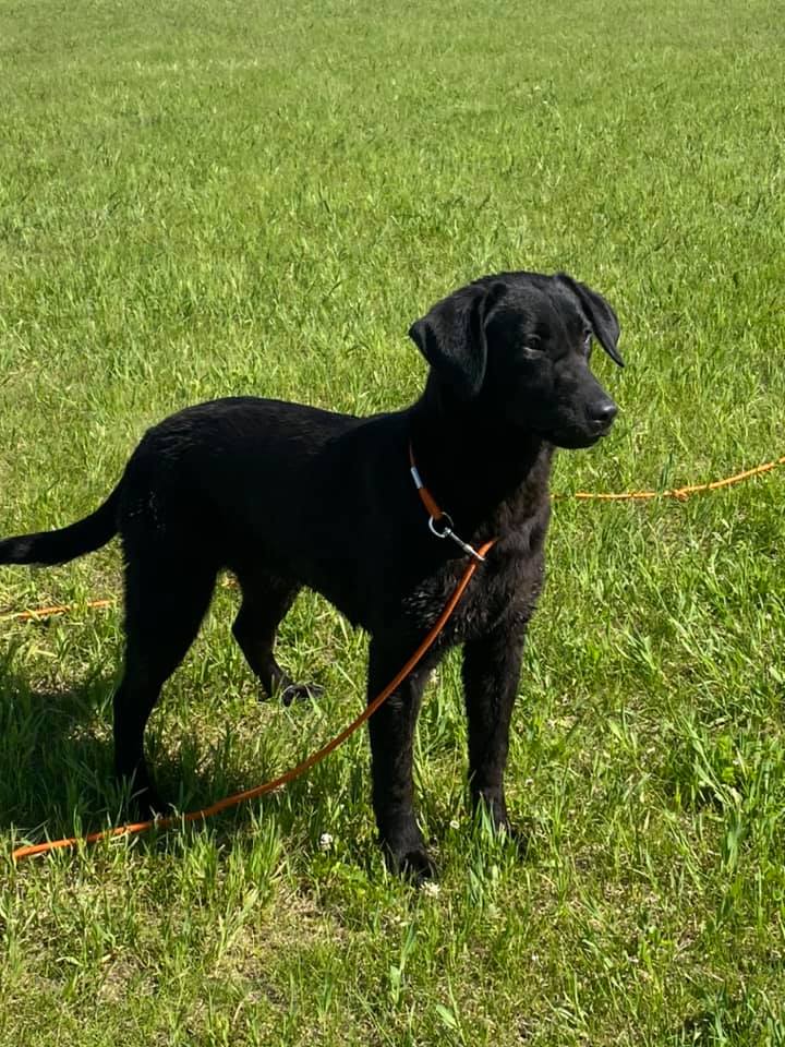 CPR Carrol Creek's Aces To The Max | Black Labrador Retriver