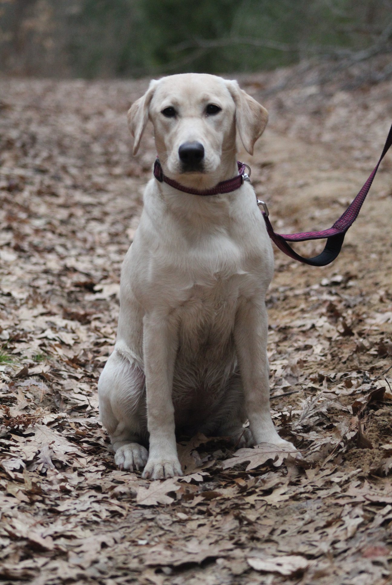 Carrol Creek's Saved By The Belle | Yellow Labrador Retriver