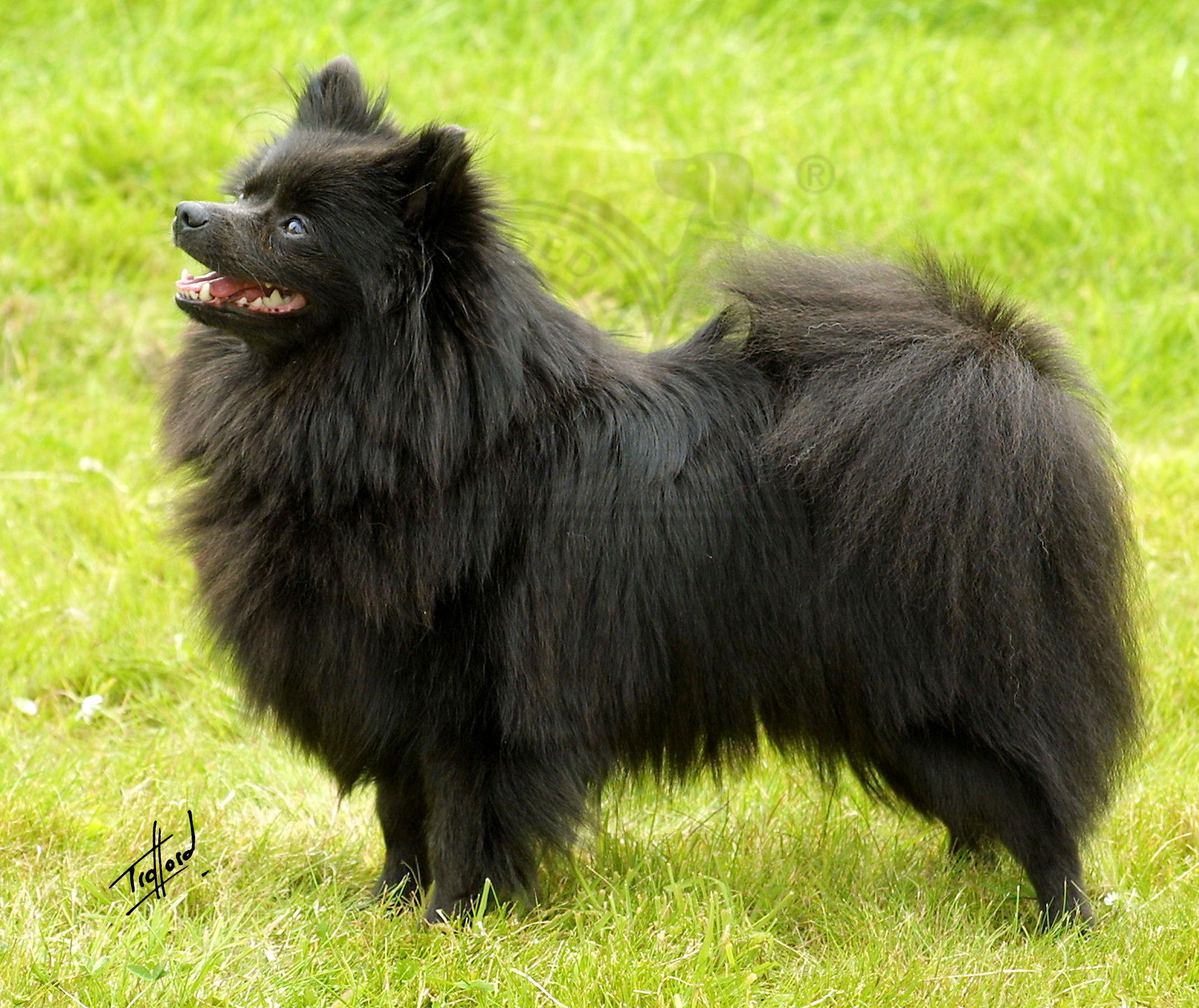 German Spitz