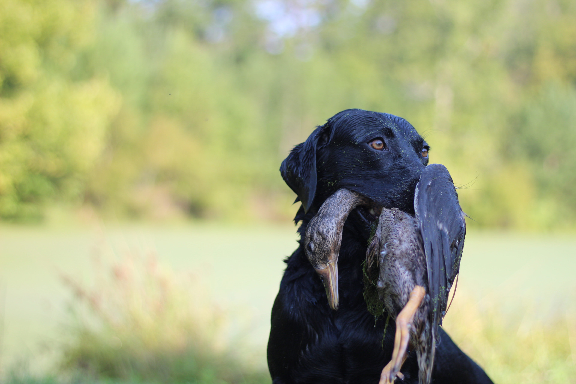 Yadkin River's Lucy | Black Labrador Retriver