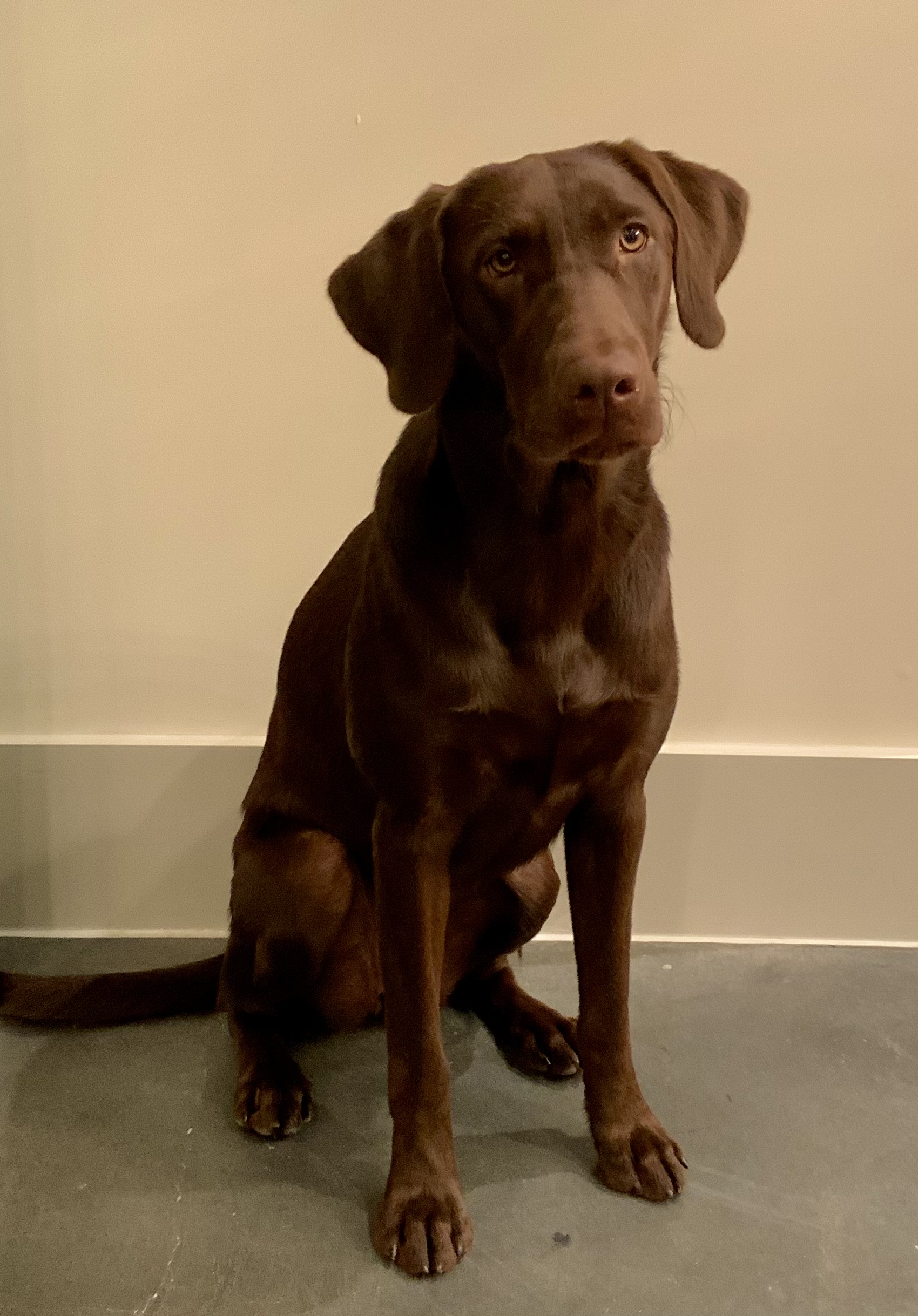 Smitty’s Sophie Wants A Trophy | Chocolate Labrador Retriver